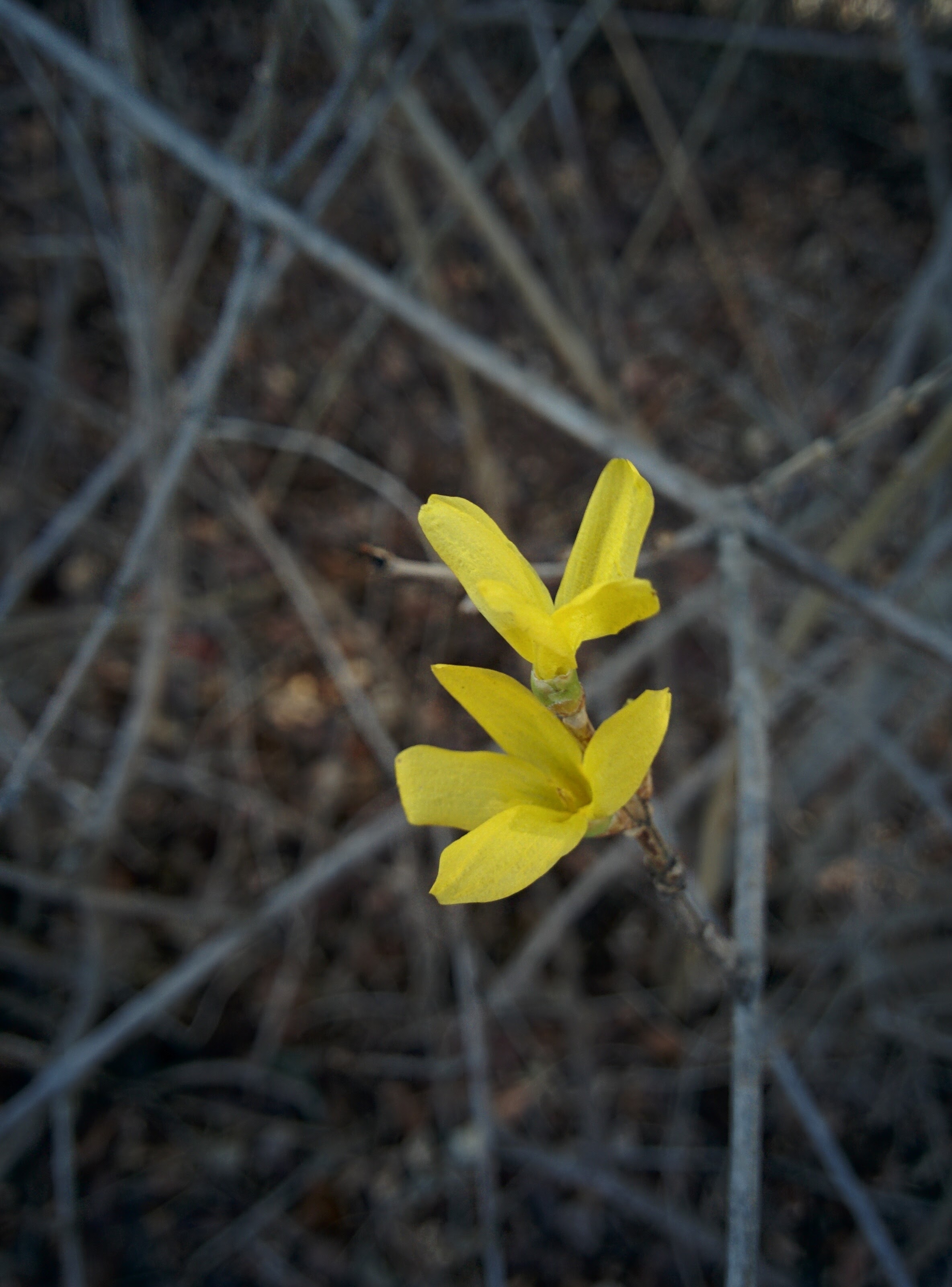 IMG_20151229_124353.jpg 한 겨울에 핀 노란색 개나리 꽃