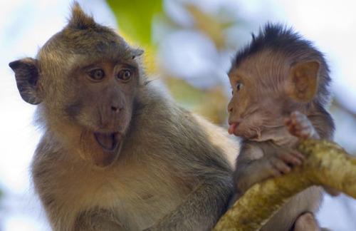 20111205094108859.jpg 엄마에게 ‘메롱’하는 아기 원숭이 순간 포착 