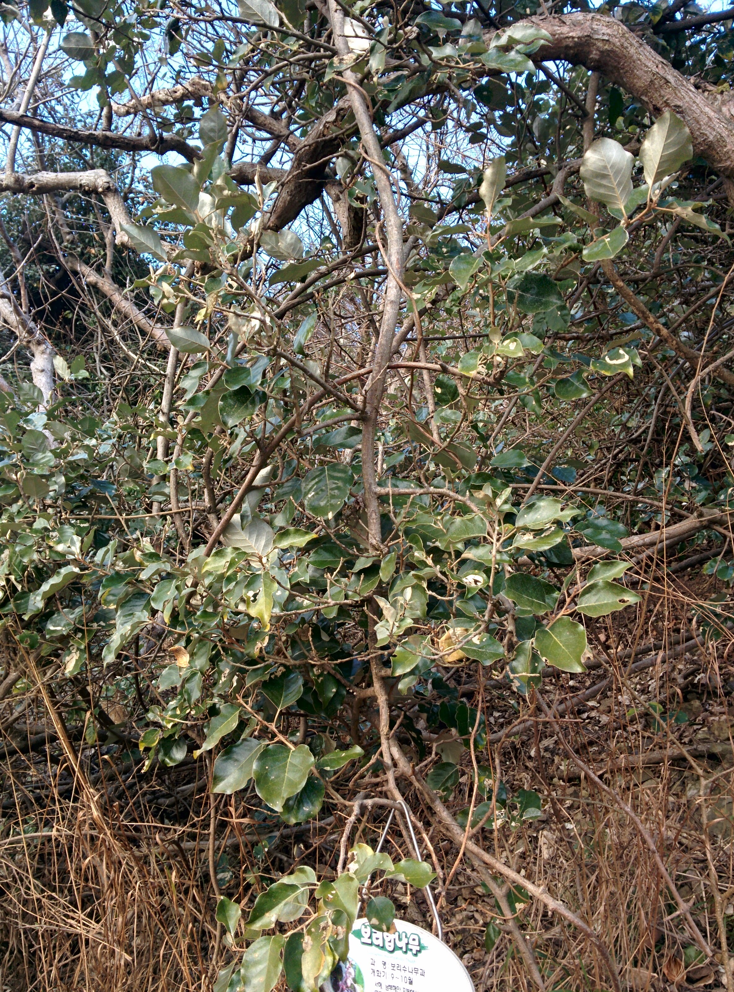 IMG_20151229_153329.jpg 시큼 떫떨한 열매를 맺은 보리밥나무