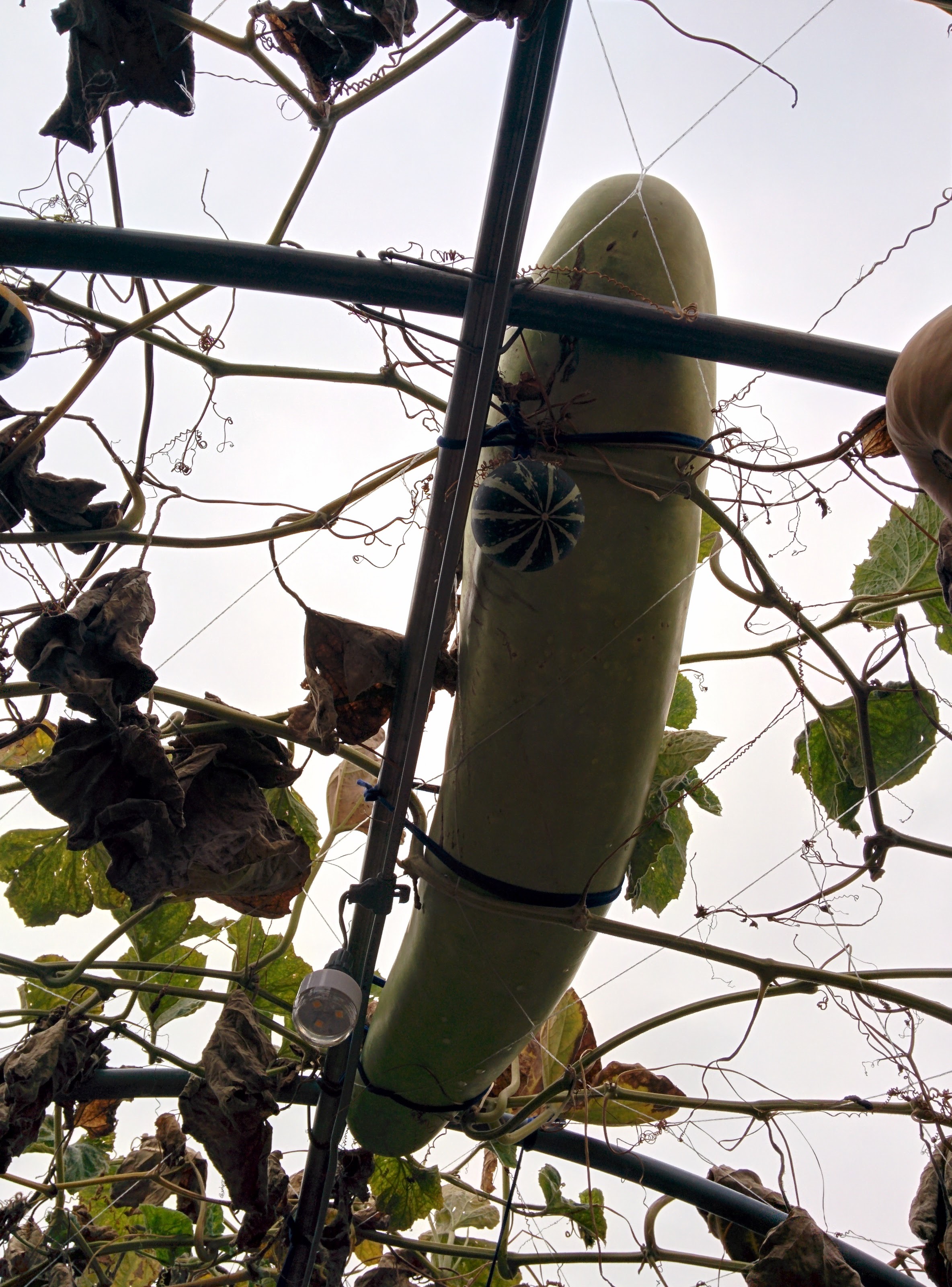 IMG_20151024_131951.jpg 길쭉한 박, 장대박 열매