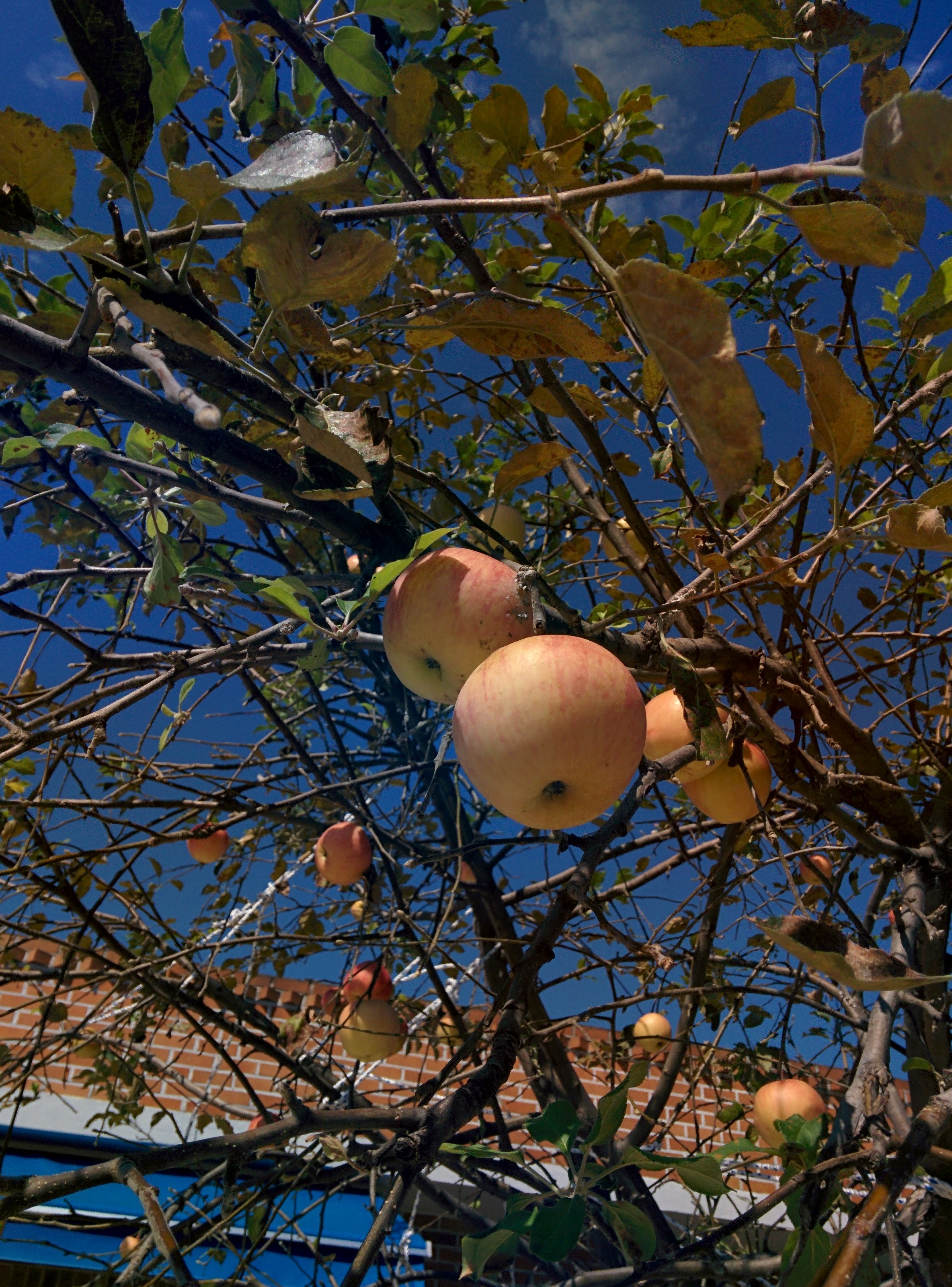 IMG_20150929_114730.jpg 가정집 정원수로 자라는 키큰 사과나무의 사과 열매