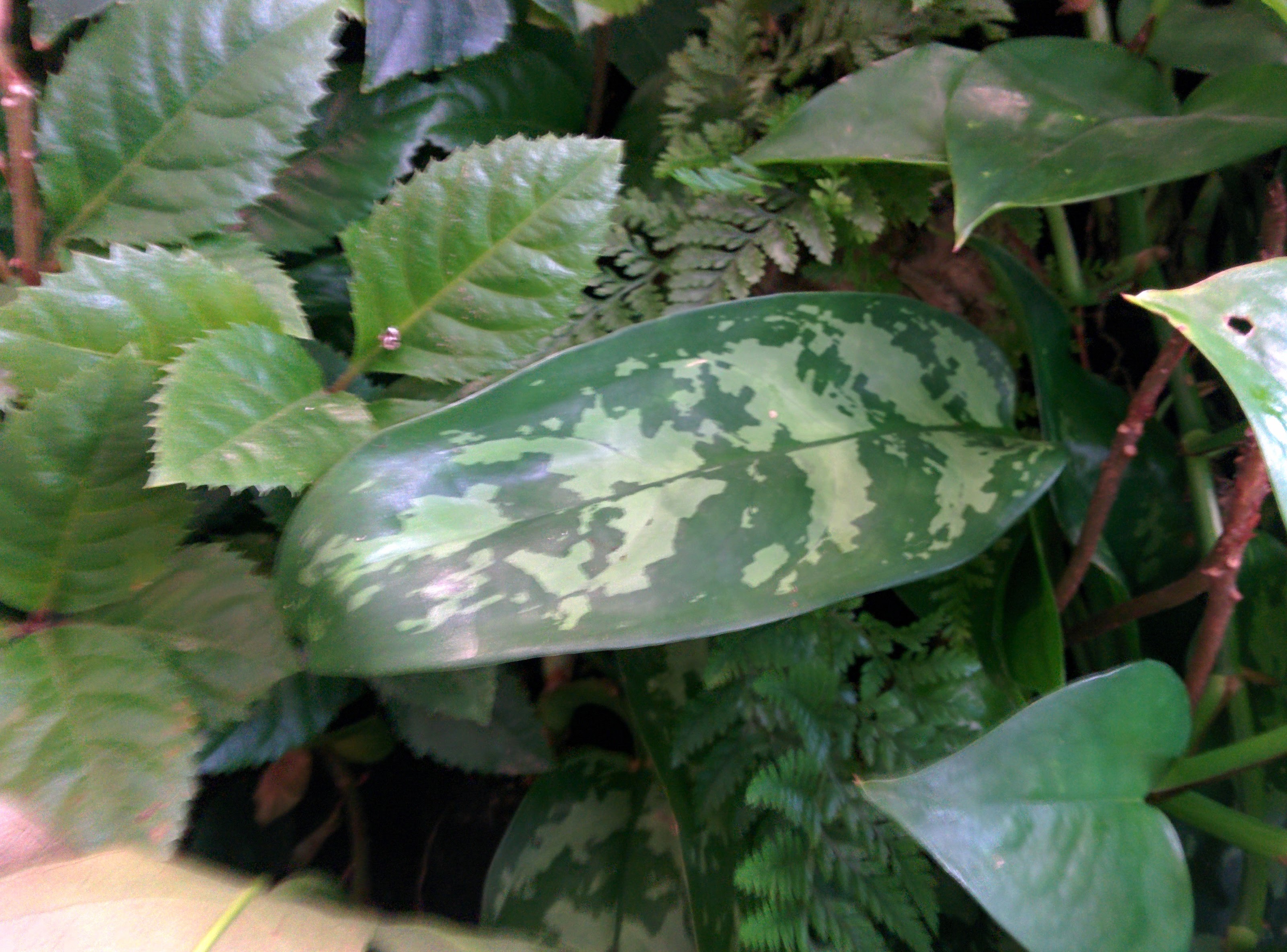 IMG_20151110_090024.jpg 잎에 흰무늬가 산재한 실내식물... 아글라오네마(Aglaonema)