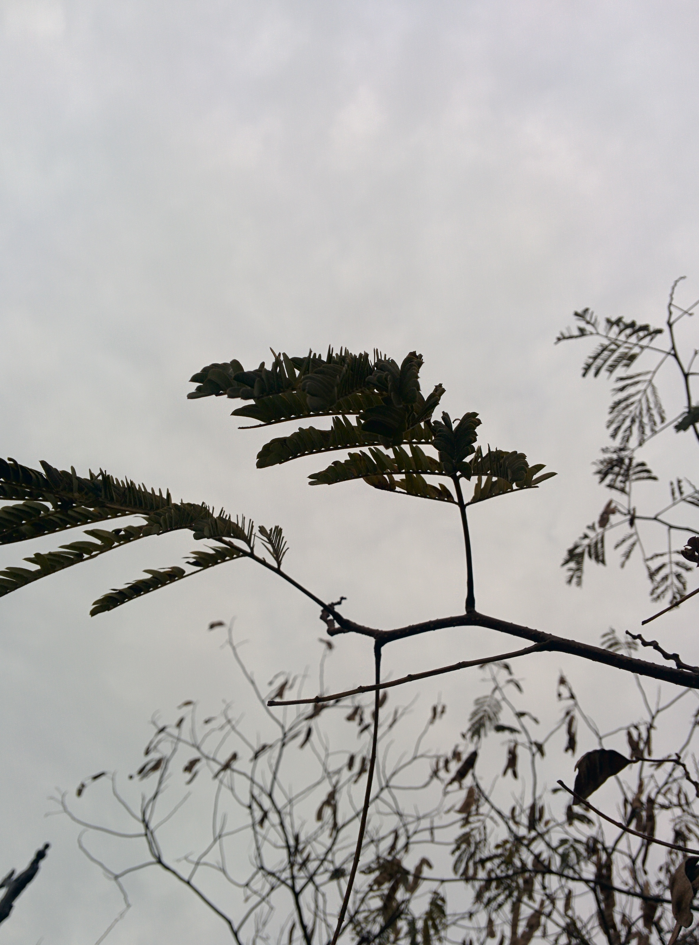 IMG_20151106_151051.jpg 가는 잎이 촘촘하게 나는 자귀나무 콩깍지