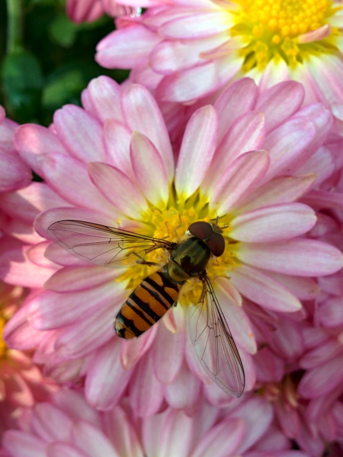 IMG_20151021_111855.jpg 유성국화전시회 분홍색 국화꽃에 앉은 호리꽃등에