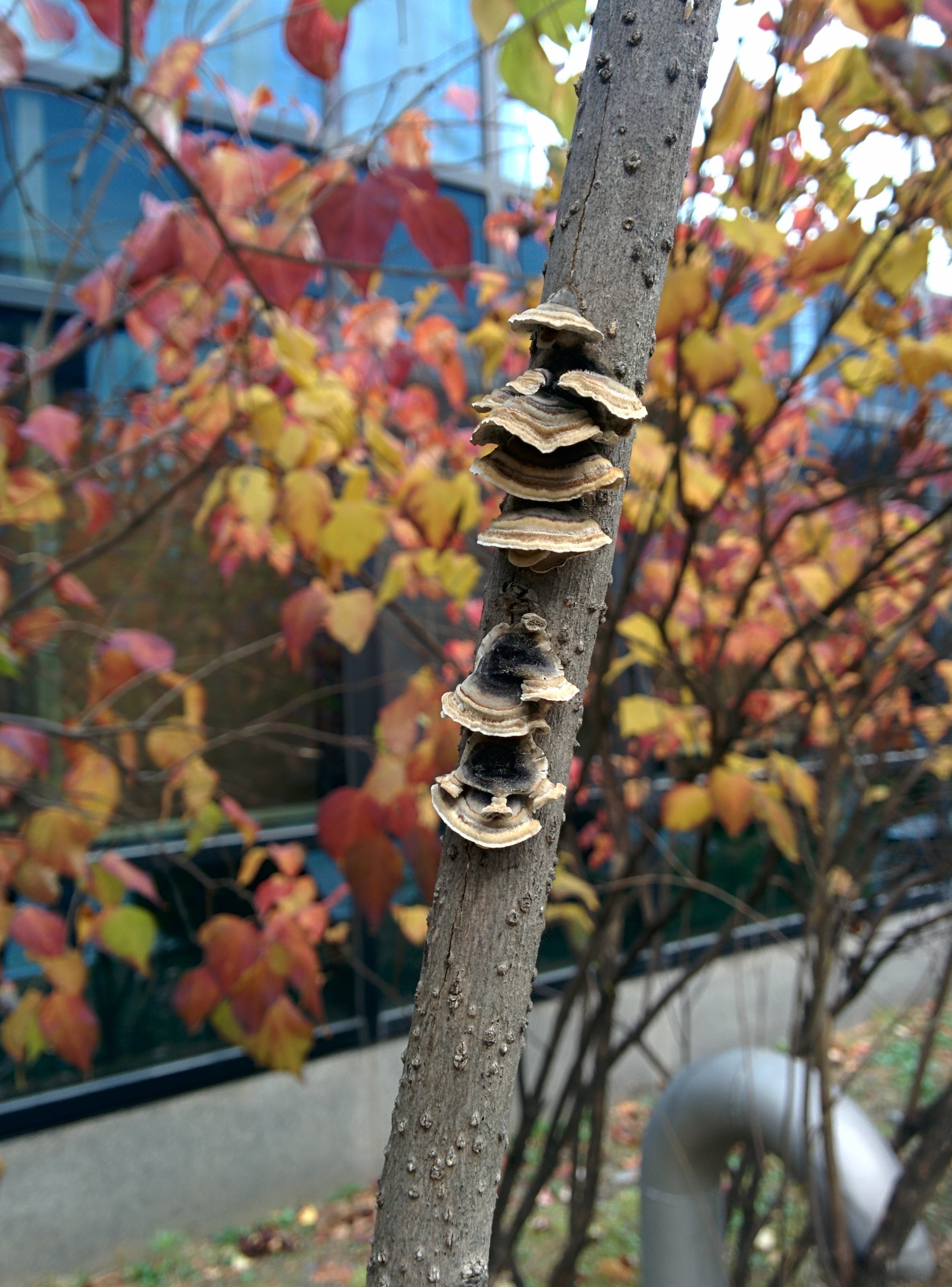 IMG_20151111_090013.jpg 라일락 나뭇가지에 붙어 자라는 버섯... 조개껍질버섯?