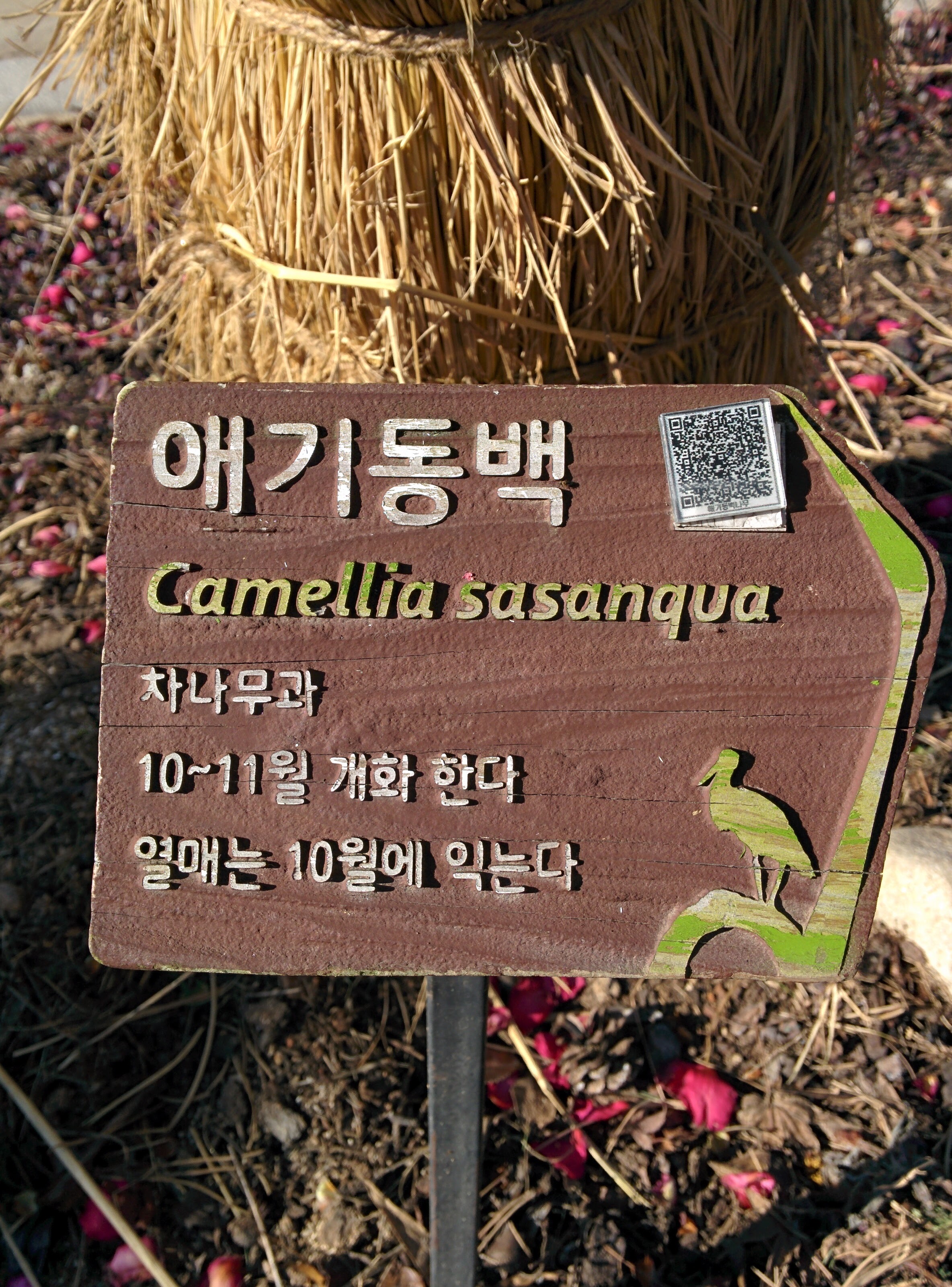 IMG_20151228_135516.jpg 순천만공원 한국정원의 애기동백 붉은색 꽃