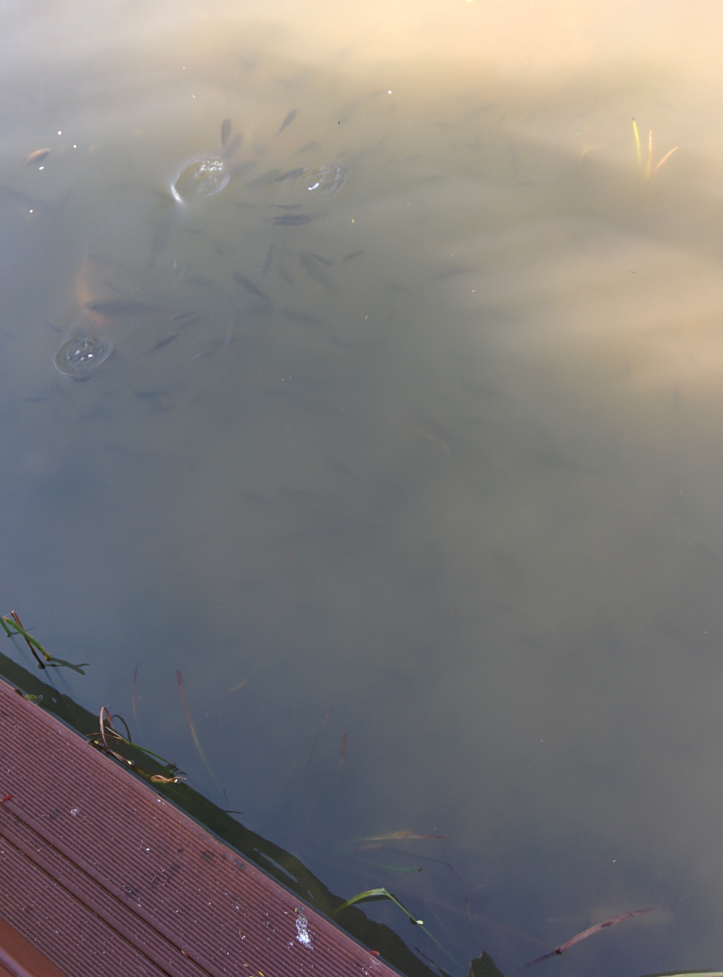 IMG_20151025_145516.jpg 유림공원 반도지에 사는 물고기 떼... 비단잉어, 금붕어, 붕어