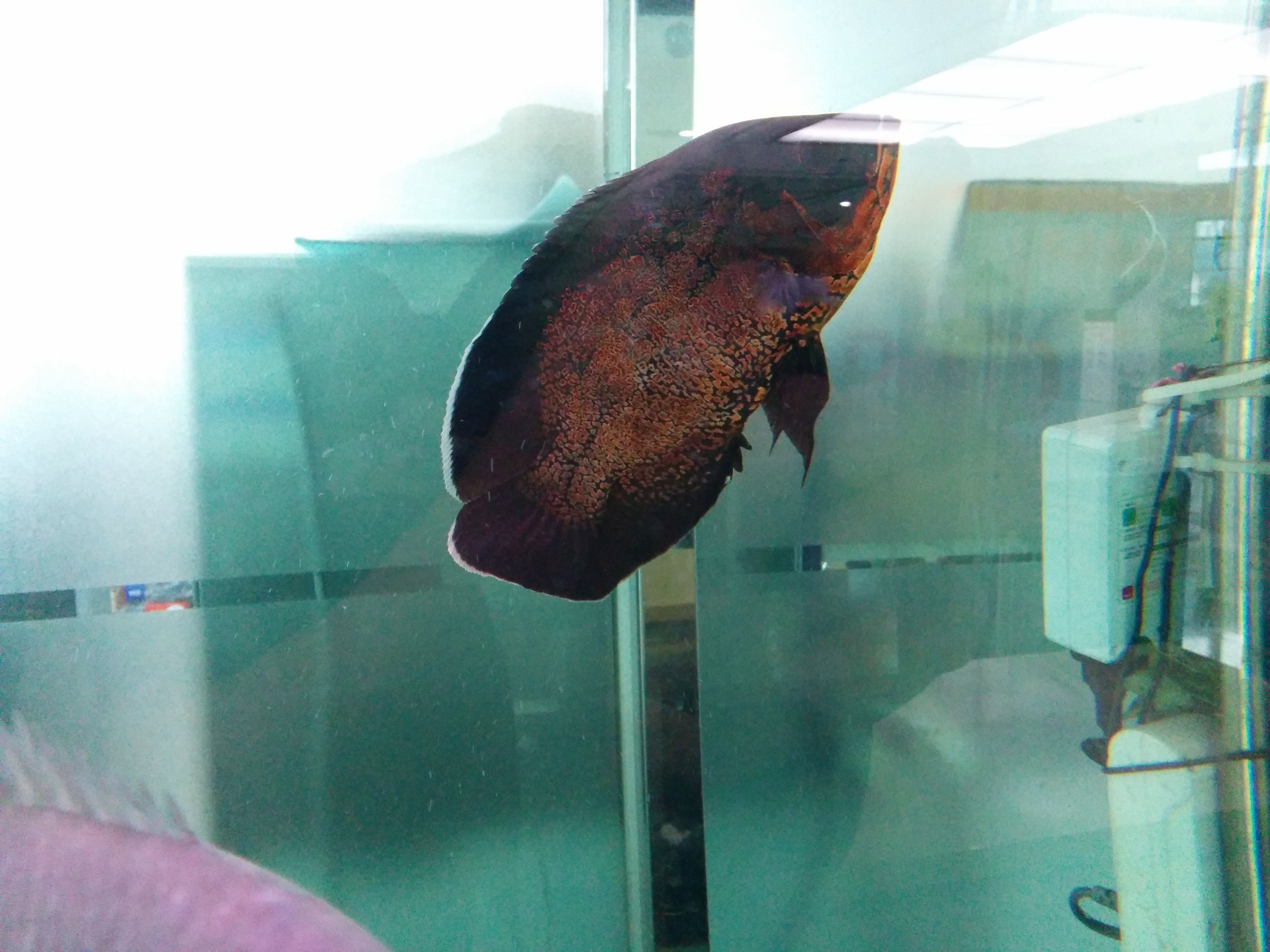 IMG_20151207_141518.jpg 수족관의 검붉은 색 관상용 물고기.. 타이거 오스카(Tiger Oscar), Astronotus ocellatus