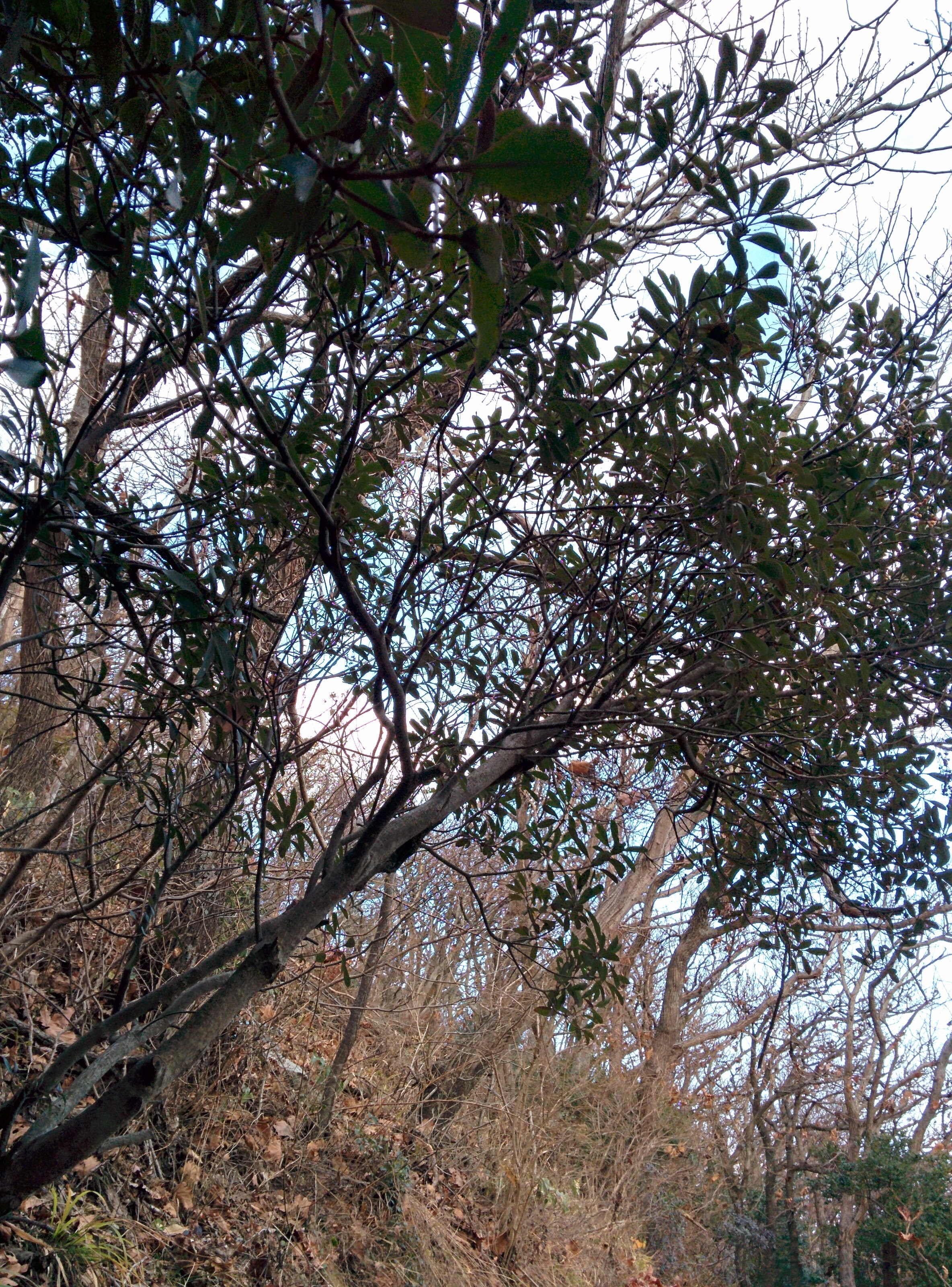 IMG_20151229_160950.jpg 잎이 모여나는 관목... 다정큼나무