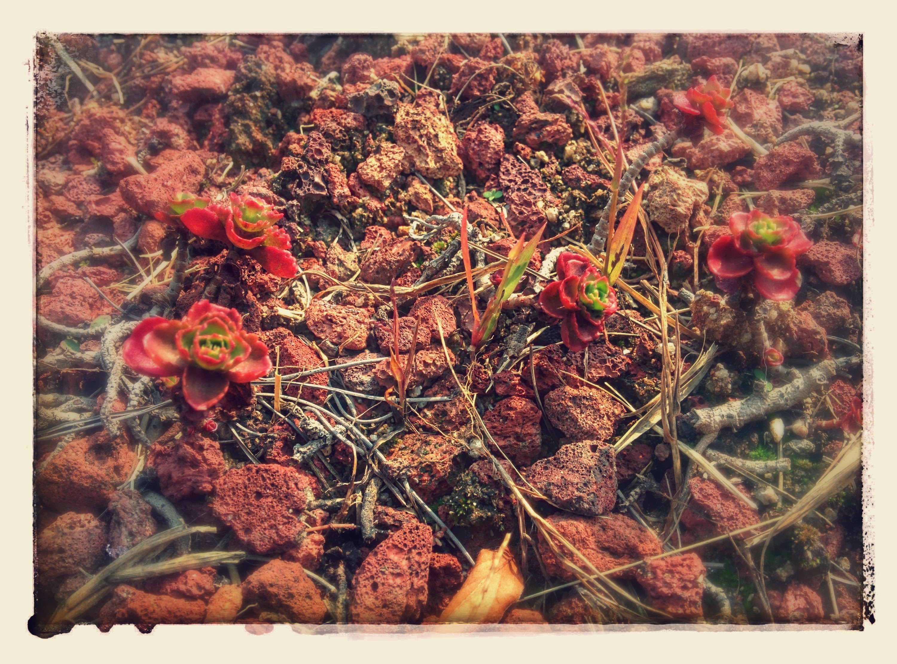 IMG_20151016_122220-EFFECTS.jpg 붉게 단풍이 드는 다육식물 백설희(홍백설), Sedum spathulifolium