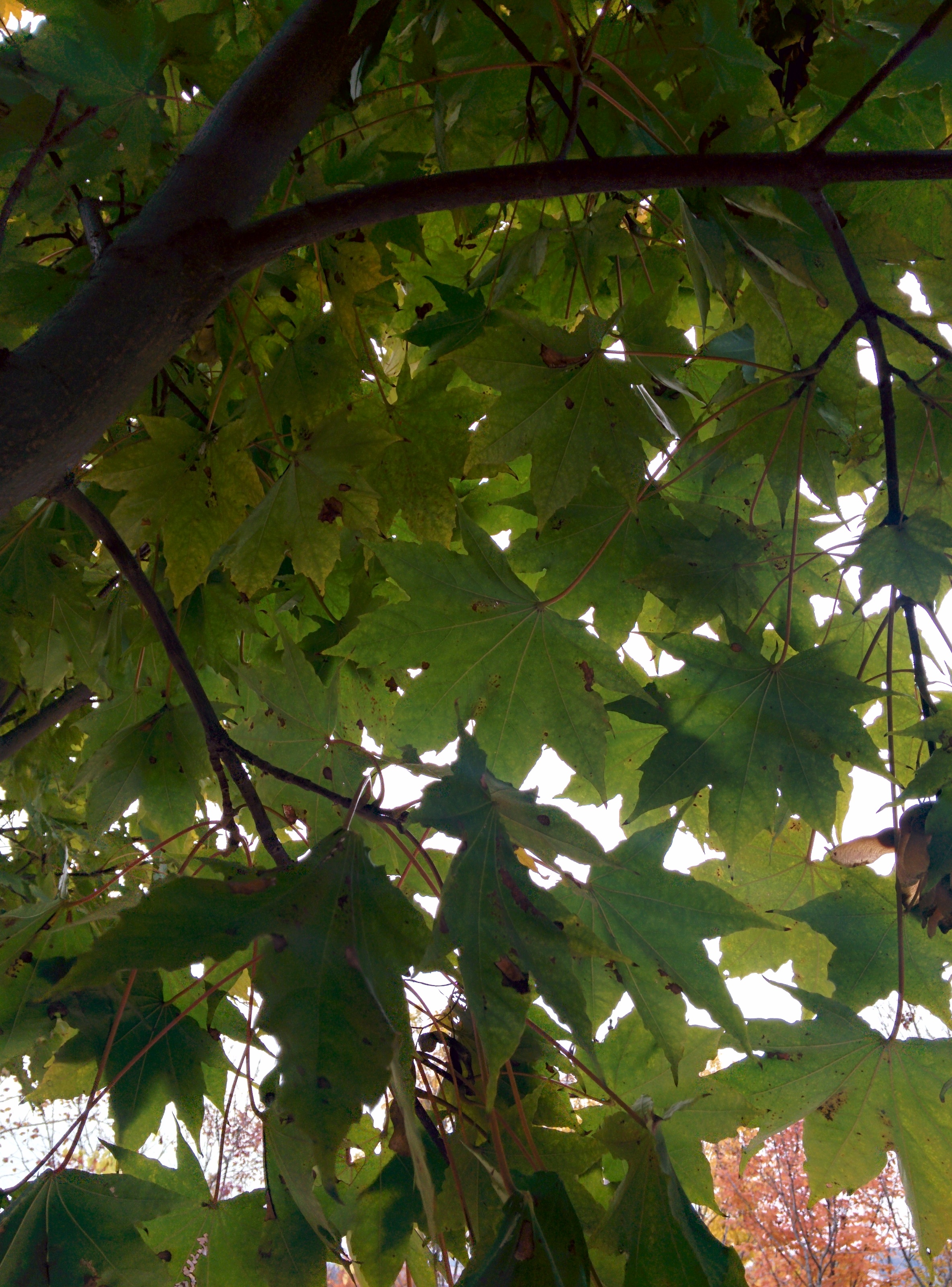 IMG_20151106_150209.jpg 넓적한 잎의 우산고로쇠나무 날개열매