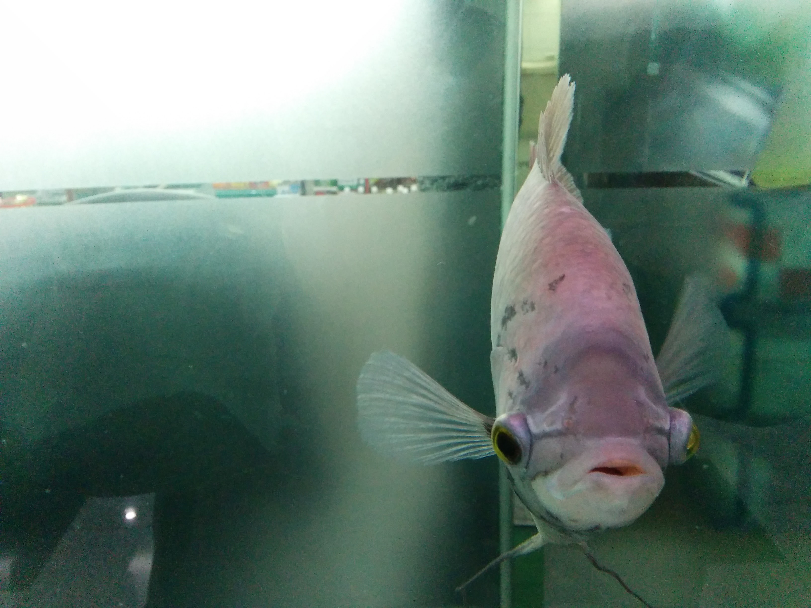 IMG_20151207_141635.jpg 수족관의 은색 관상용 물고기... 자이언트 구라미(Giant Gourami; Osphronemus goramy)?