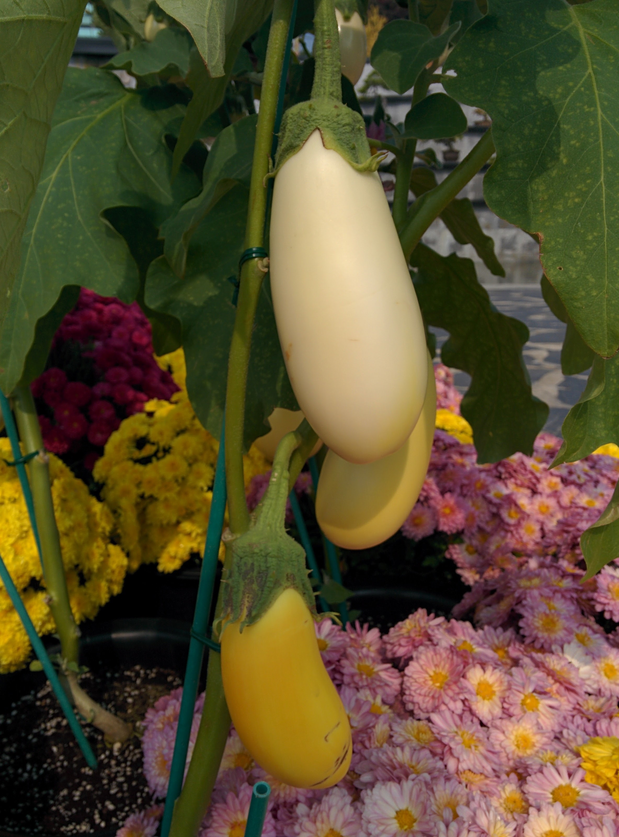 IMG_20151021_112412.jpg 달걀을 닮은 하얀색 노란색 열매 열린 계란가지, 연보라색 꽃