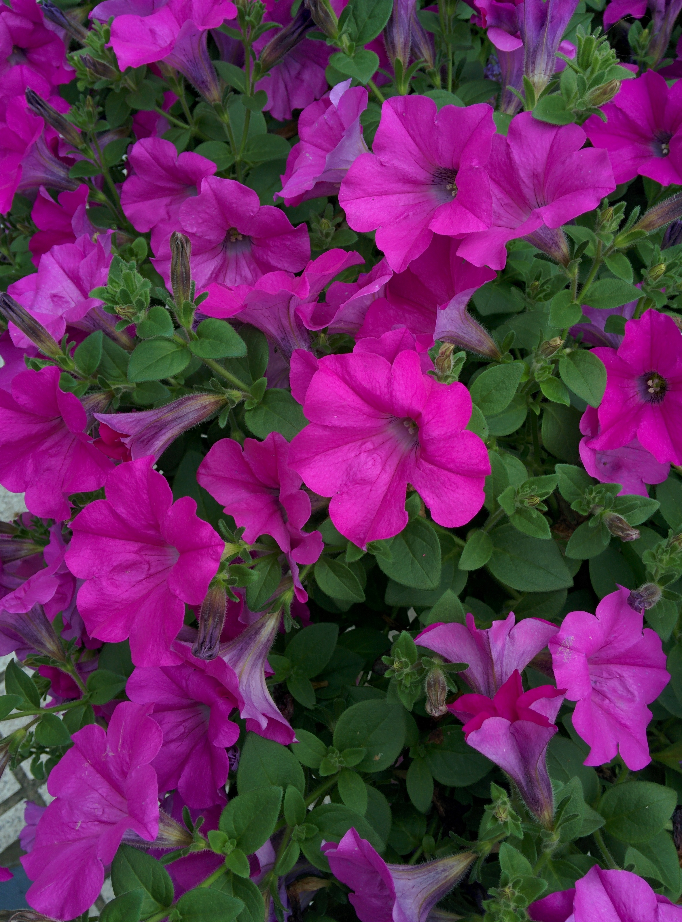 IMG_20150912_161556.jpg 덕유산휴게소의 꽃(붉은꽃=백일홍, 흰꽃과 분홍꽃=피튜니아)