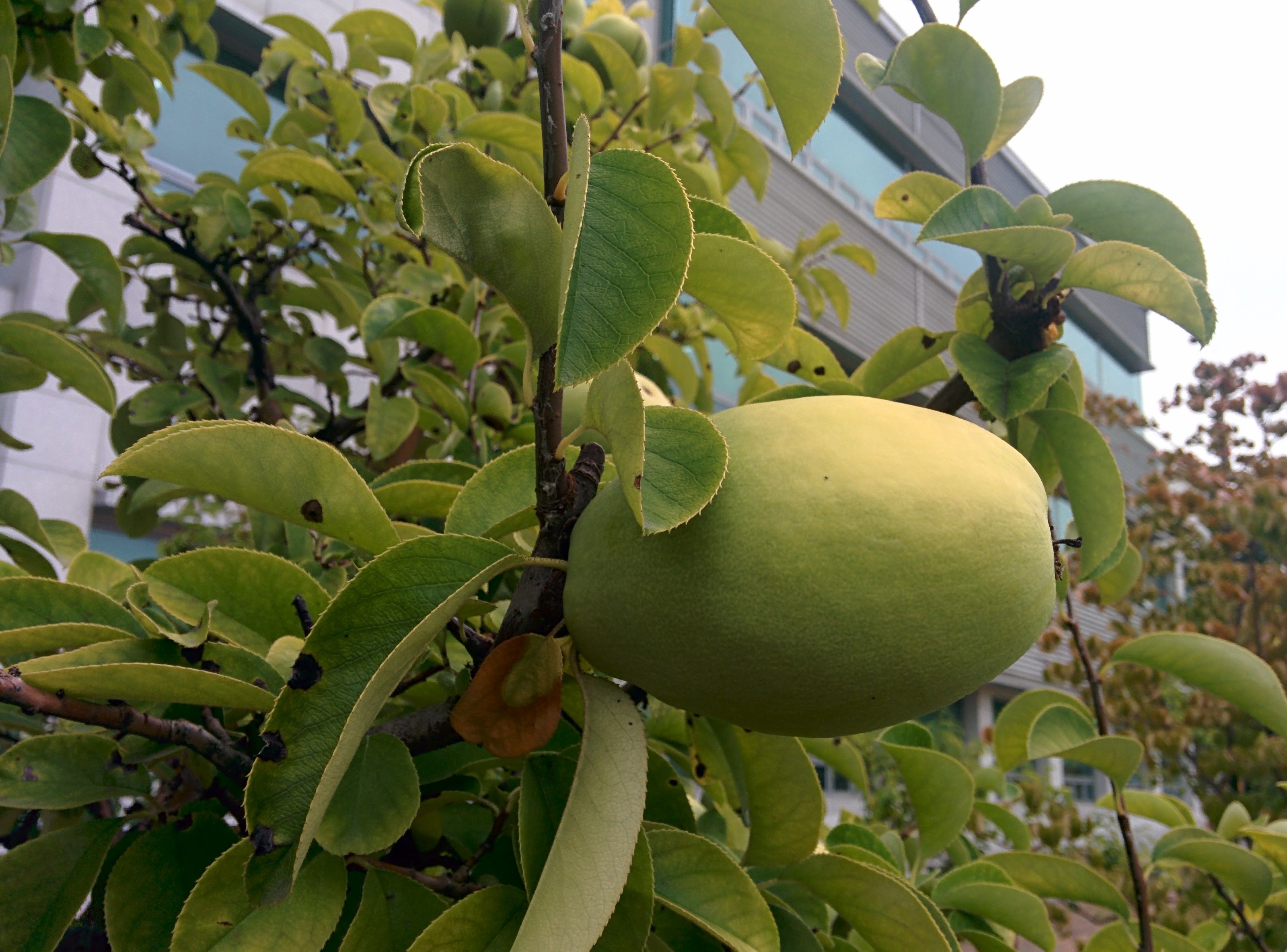 IMG_20150916_164923.jpg 과학기술연합대학원대학교 모과나무에 모과열매가 주렁주렁