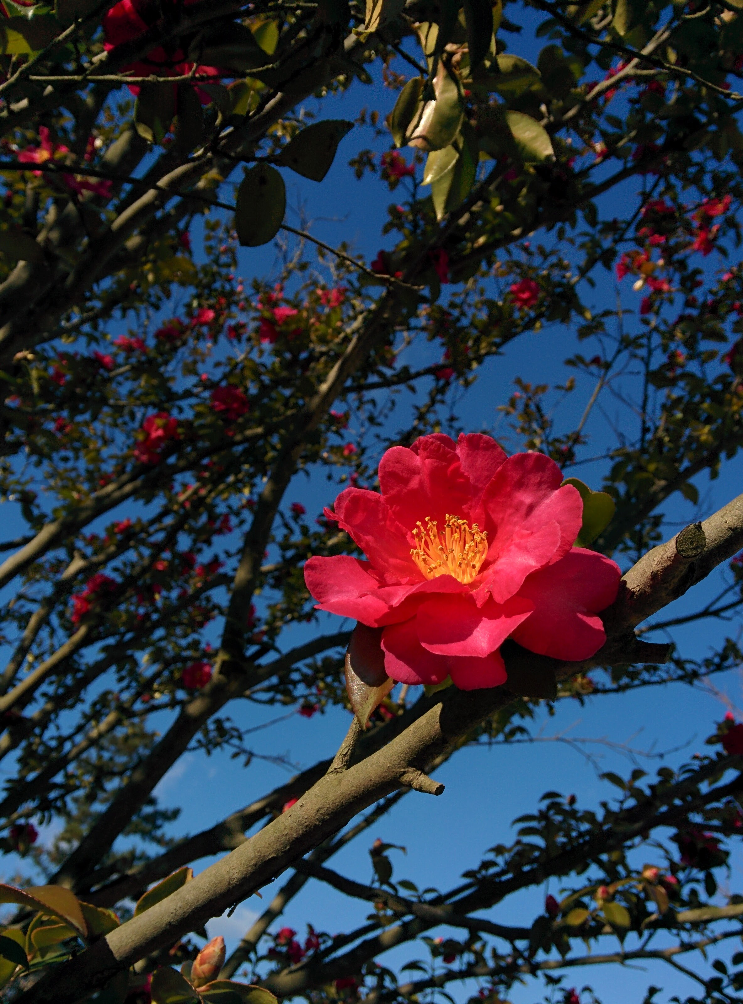 IMG_20151228_135454.jpg 순천만공원 한국정원의 애기동백 붉은색 꽃