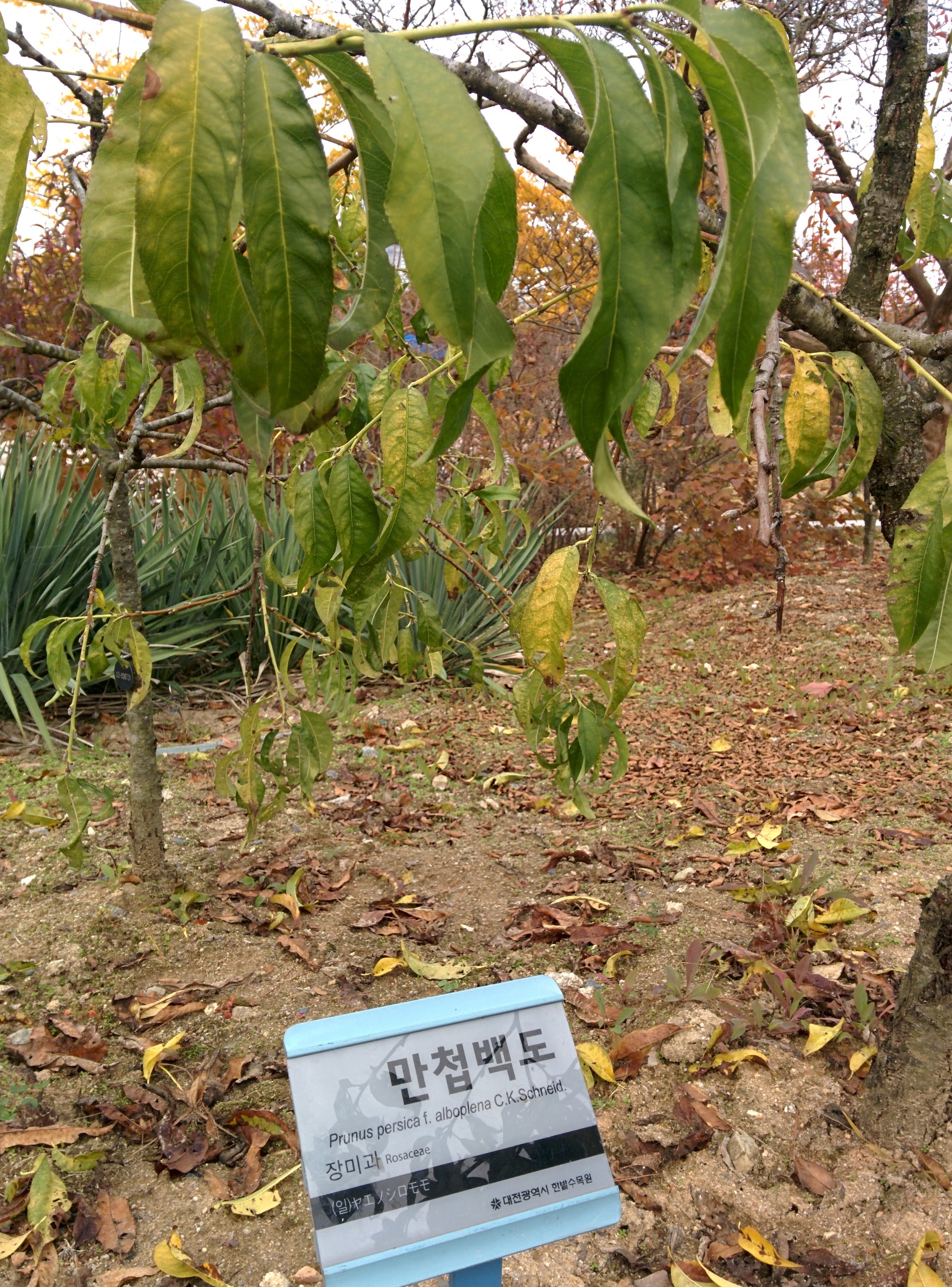 IMG_20151106_140036.jpg 키작은 관목... 복숭아나무... 만첩백도