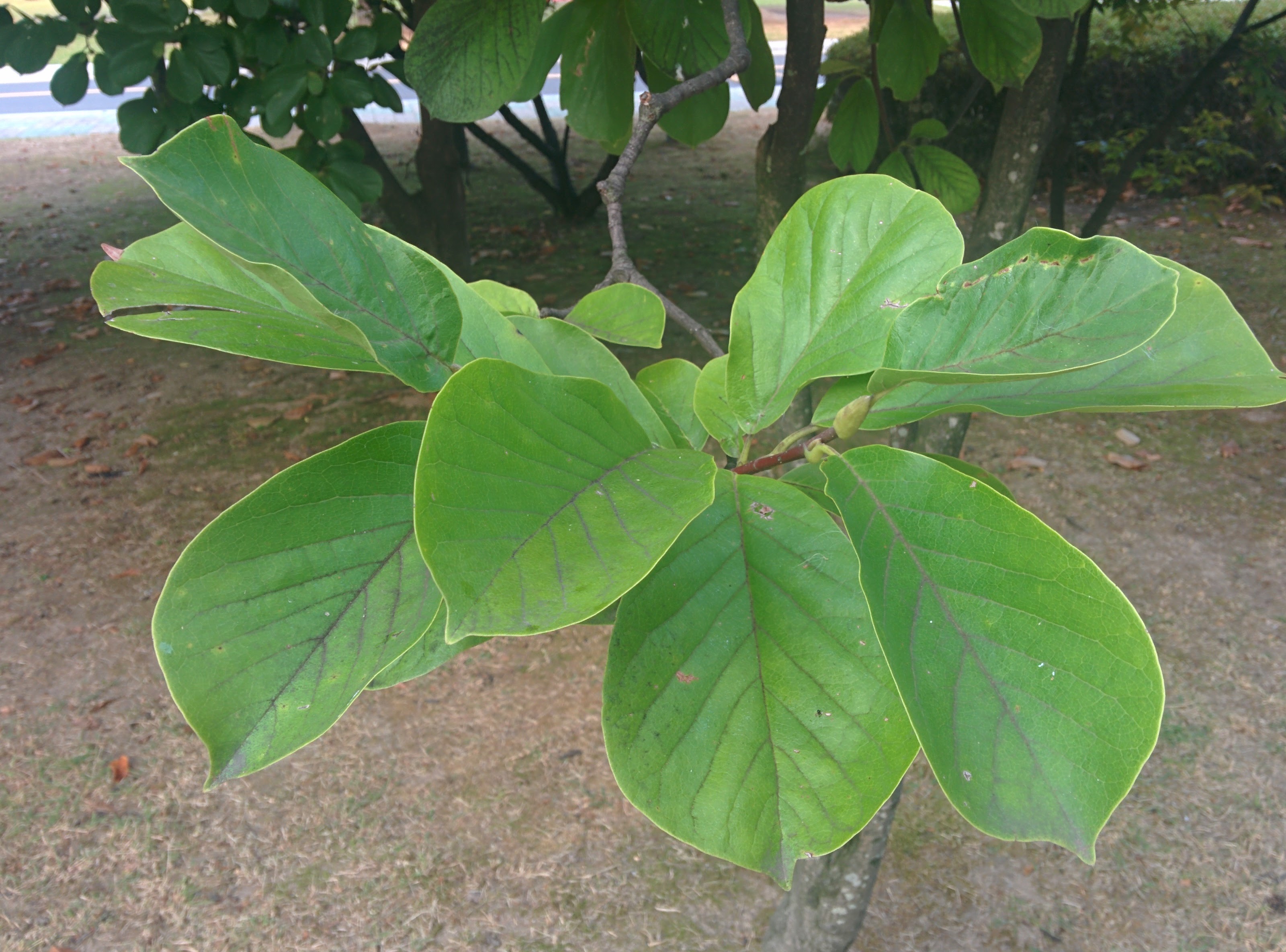 IMG_20150925_174737.jpg 가을 목련, 봄을 준비한다