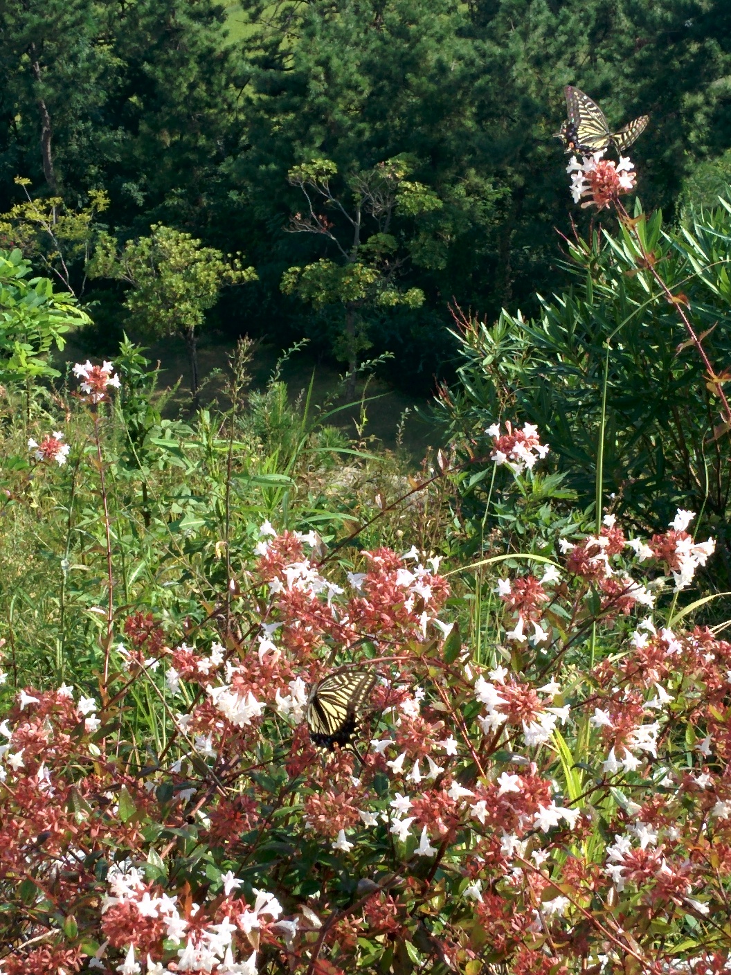 IMG_20150911_091617.jpg 꽃댕강나무 흰꽃과 호랑나비