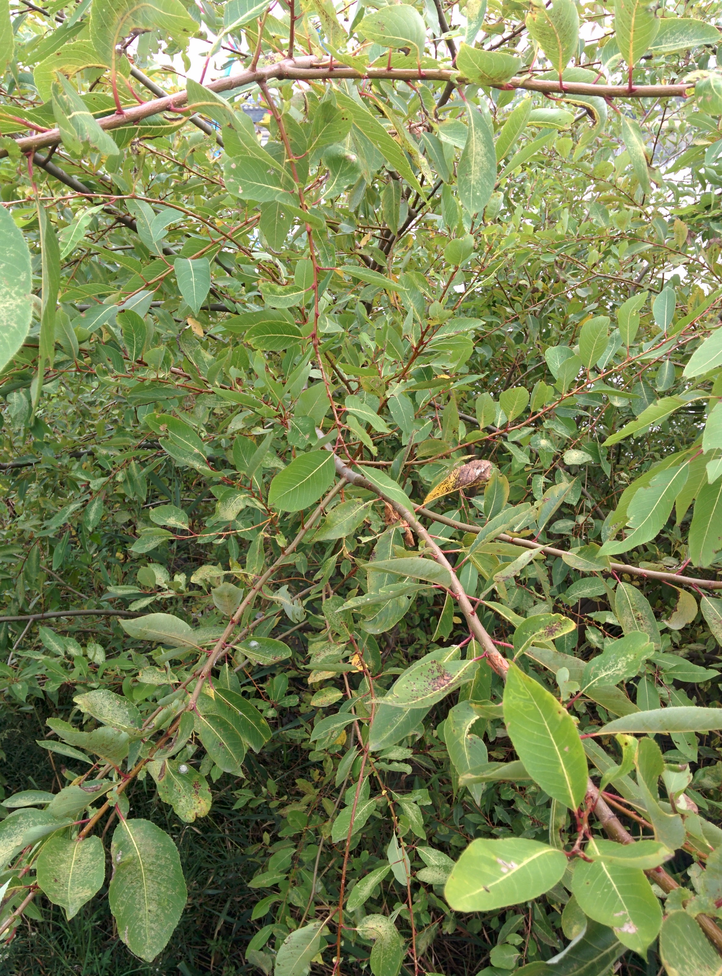 IMG_20151007_160203.jpg 특이한 잎대가 나는 물가의 나무
