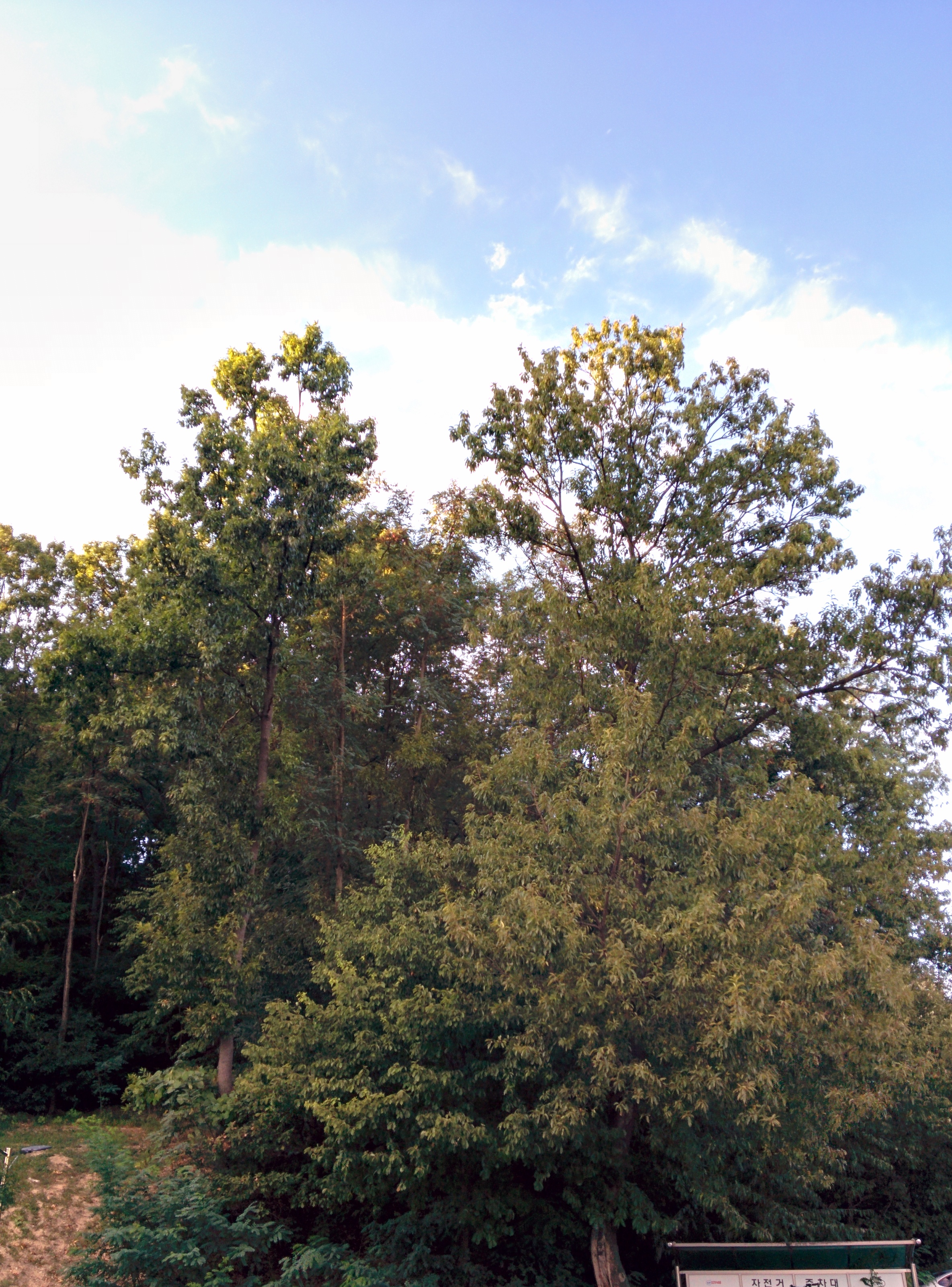IMG_20150915_174302.jpg UST 뒷산을 덮은 상수리나무 숲