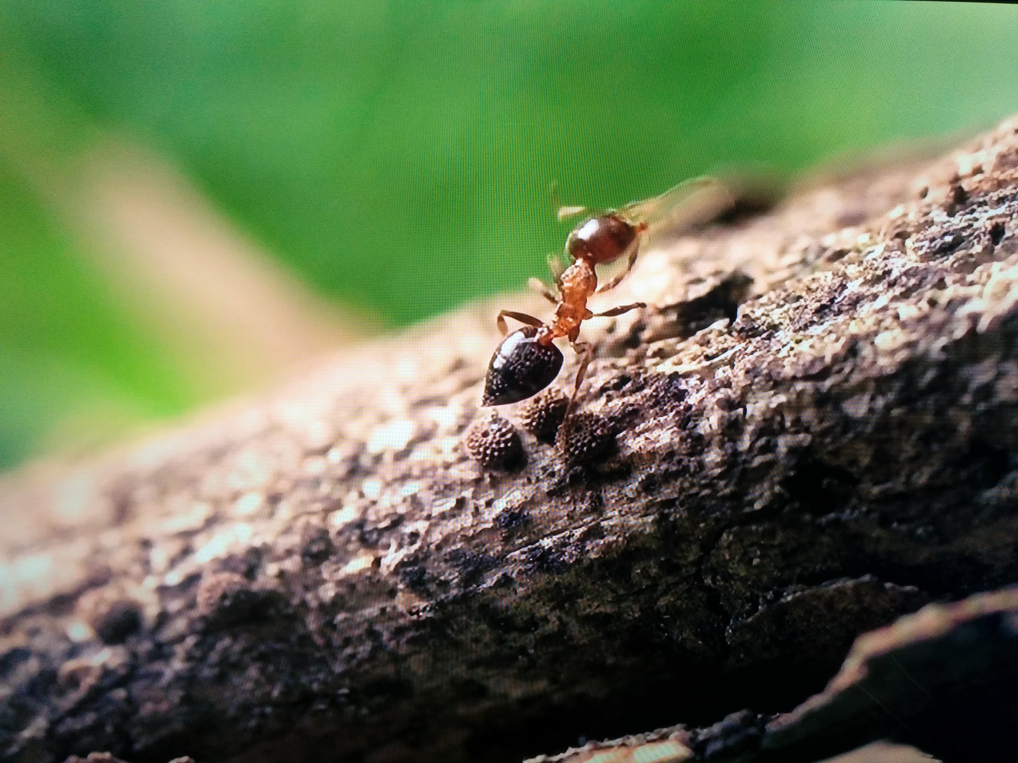 IMG_20151011_205643.jpg 마쓰무라꼬리치레개미와 쌍꼬리부전나비 알