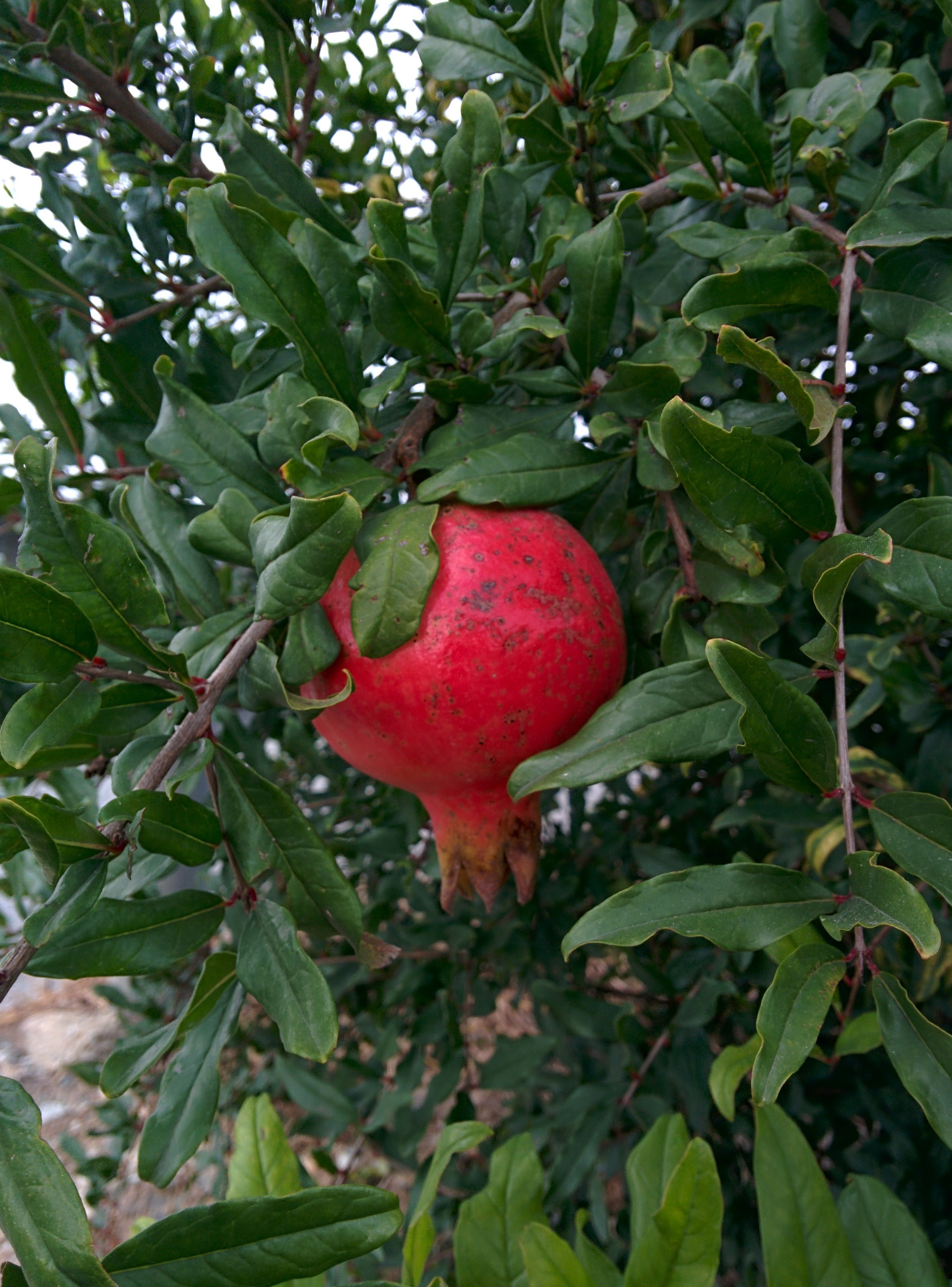 IMG_20150920_144912.jpg 빨간색 석류 열매를 맺은 키작은 석류나무