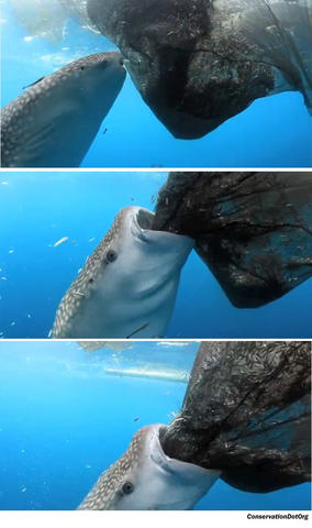 20120717090903_whaleshark1707_0.jpg