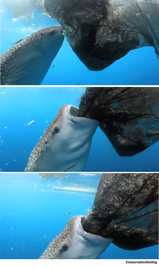 20120717090903_whaleshark1707_0.jpg 고래상어의 폭풍 흡입, 그물 속 고기 빨아들여 