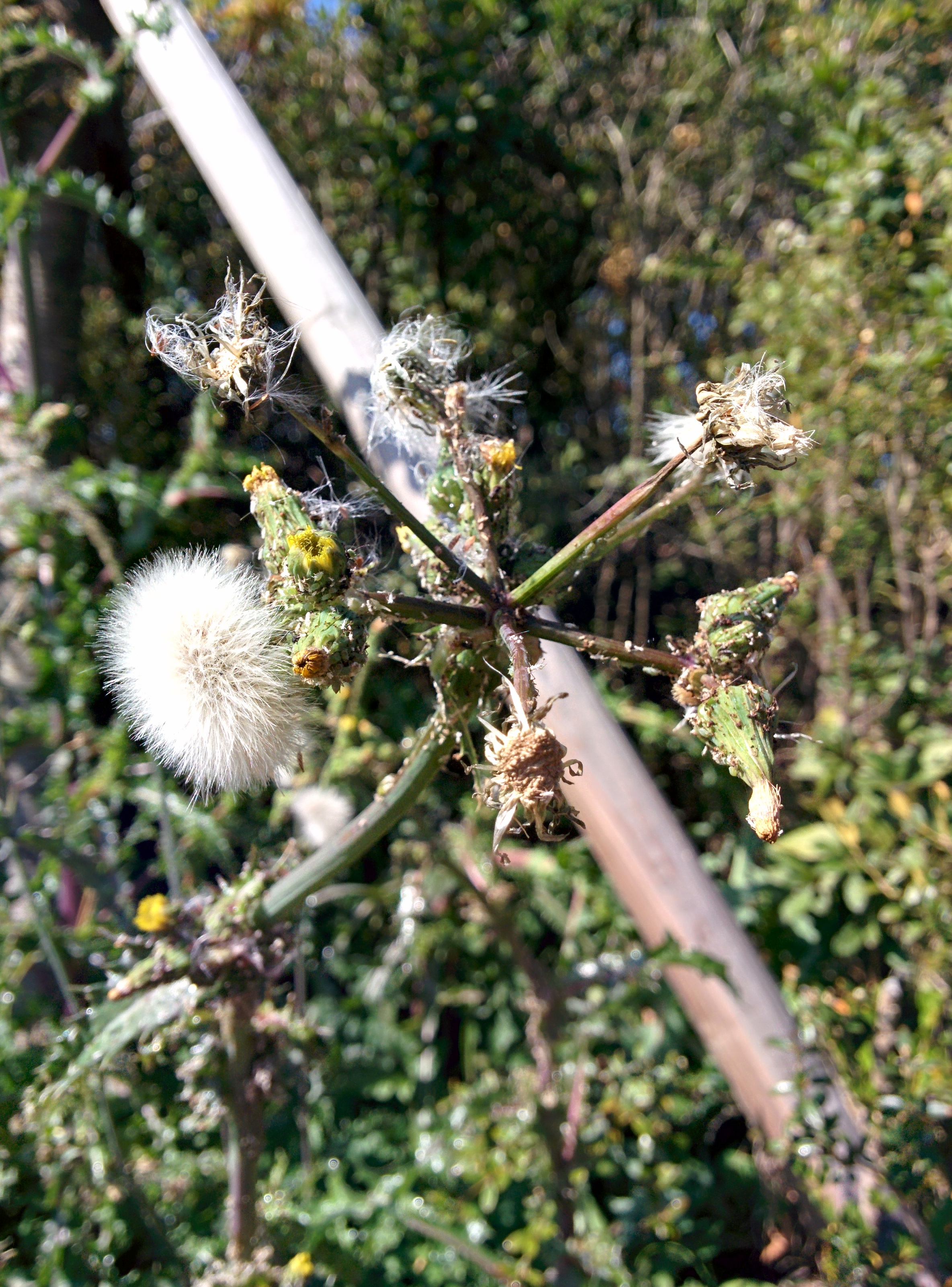 IMG_20151026_122150.jpg 흰색, 초록색 진딧물 잔뜩 자라는 방가지똥 열매... 솜털씨앗 대량 생산중.