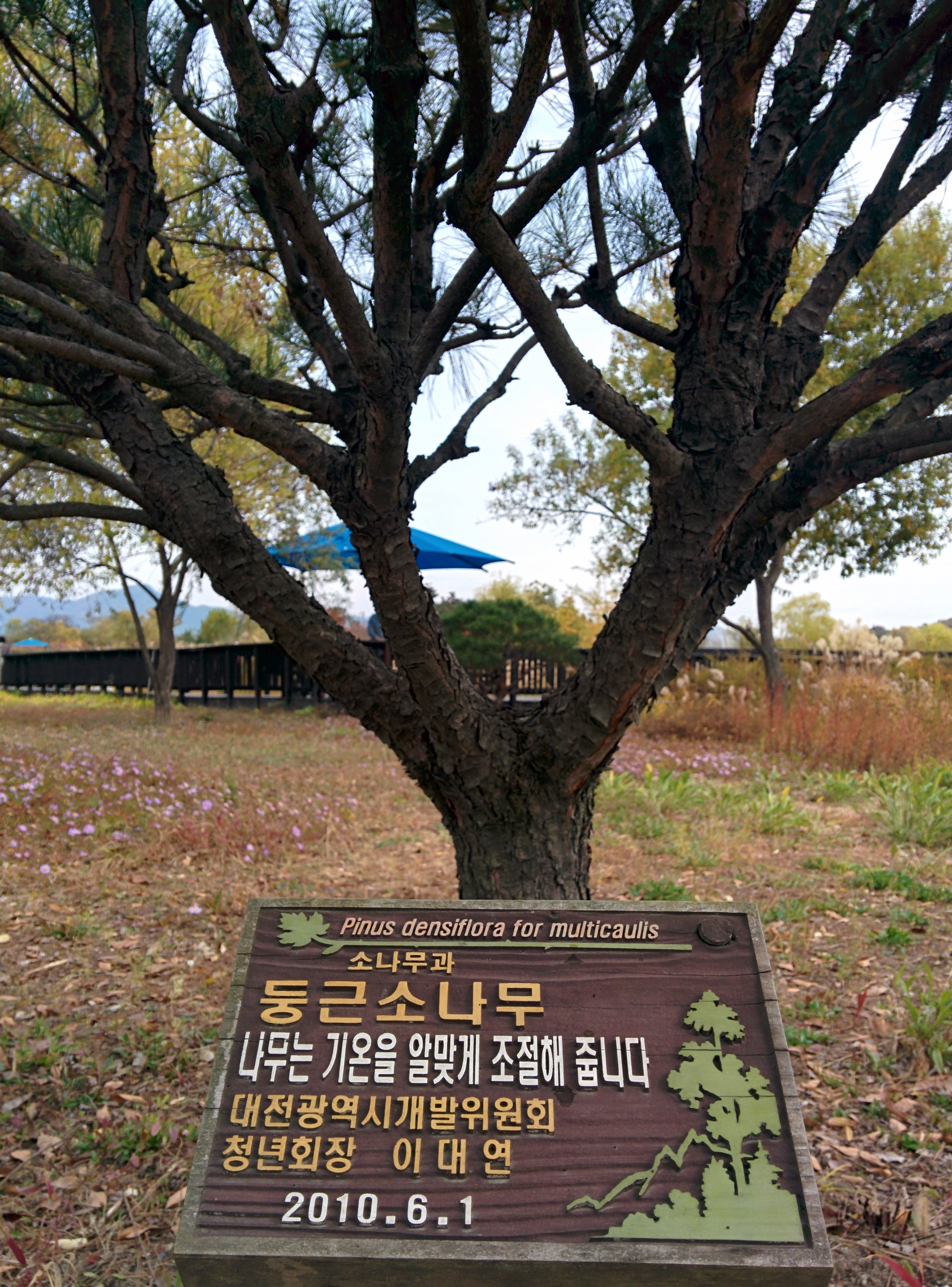 IMG_20151106_140834.jpg 우산처럼 둥근 모양의 소나무... 둥근소나무