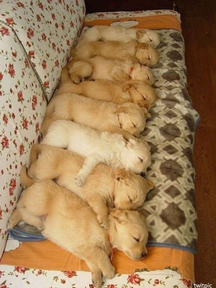 8puppysand.jpg 딱 붙어 잠자는 8마리 강아지 