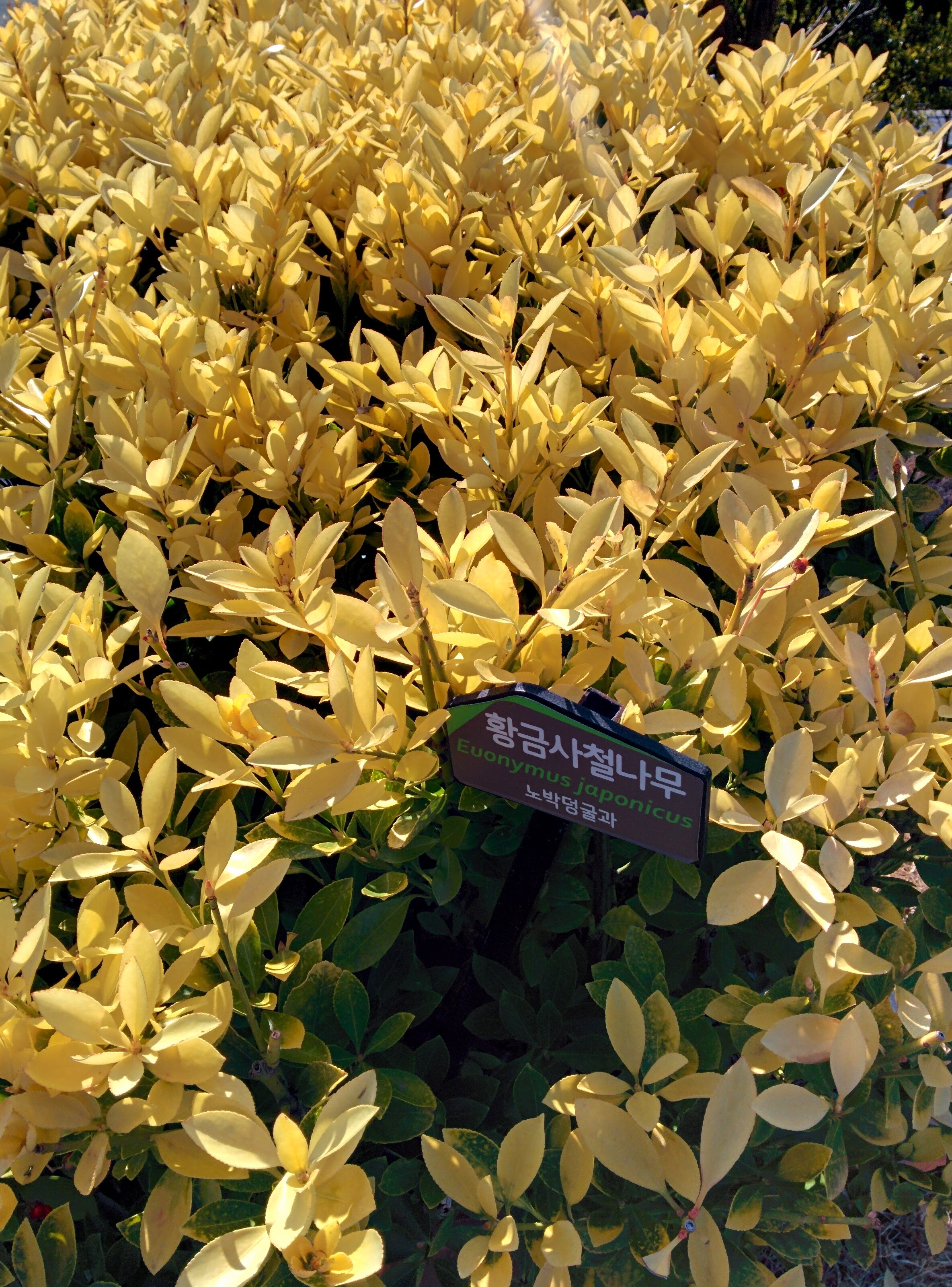 IMG_20151228_135210.jpg 노란색으로 잎이 물든 황금사철나무