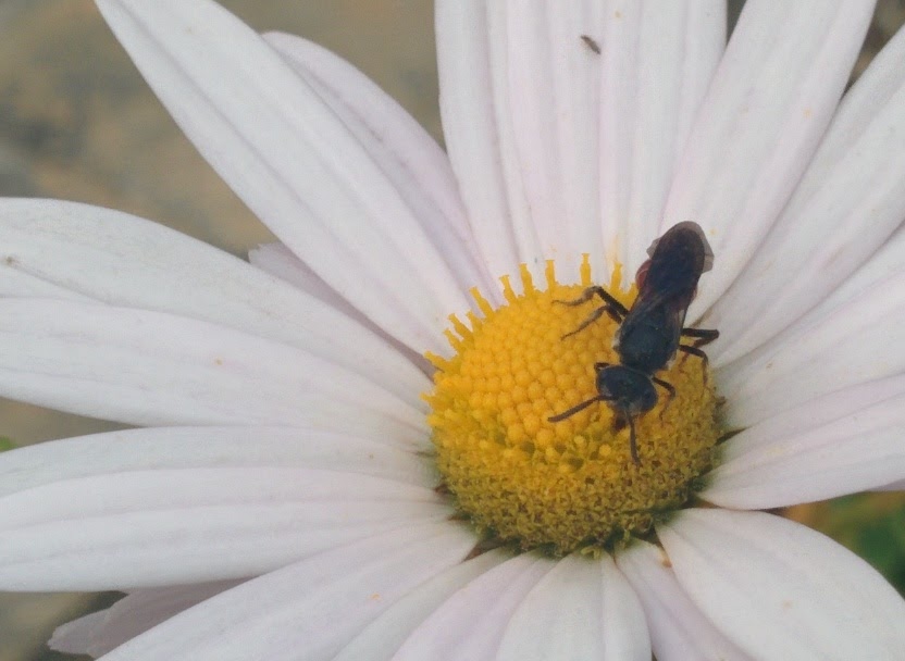 IMG_20151003_155243.jpg 하얀 들국화를 찾은 작은 잎벌? 홍배꼬마꽃벌!