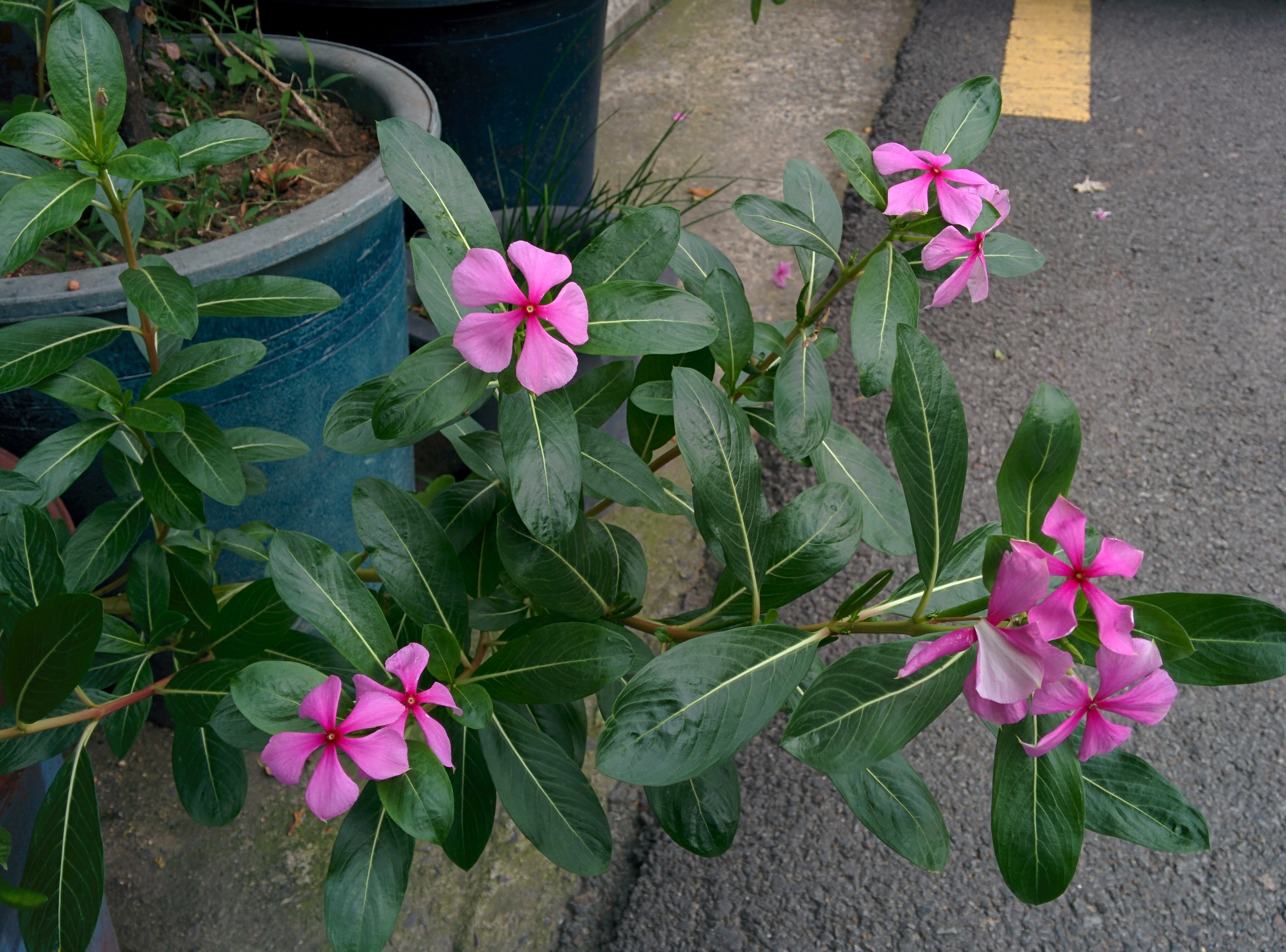 IMG_20150926_163435.jpg 다섯 꽃잎의 분홍색 꽃이 핀 일일초