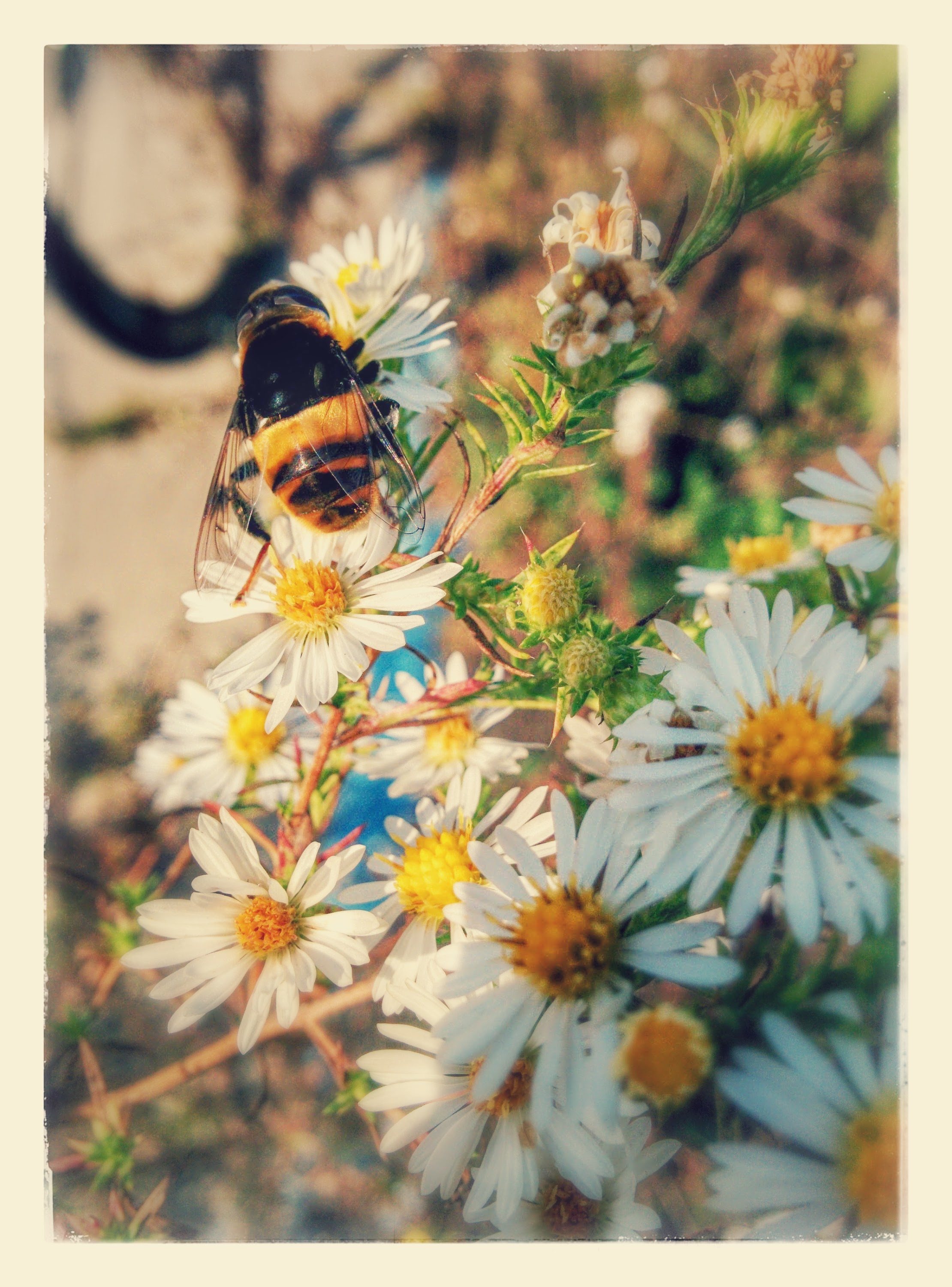 IMG_20151010_103526-EFFECTS.jpg 미국쑥부쟁이 꽃을 찾은 벌 닮은 대형 꽃등에 -- 왕꽃등에