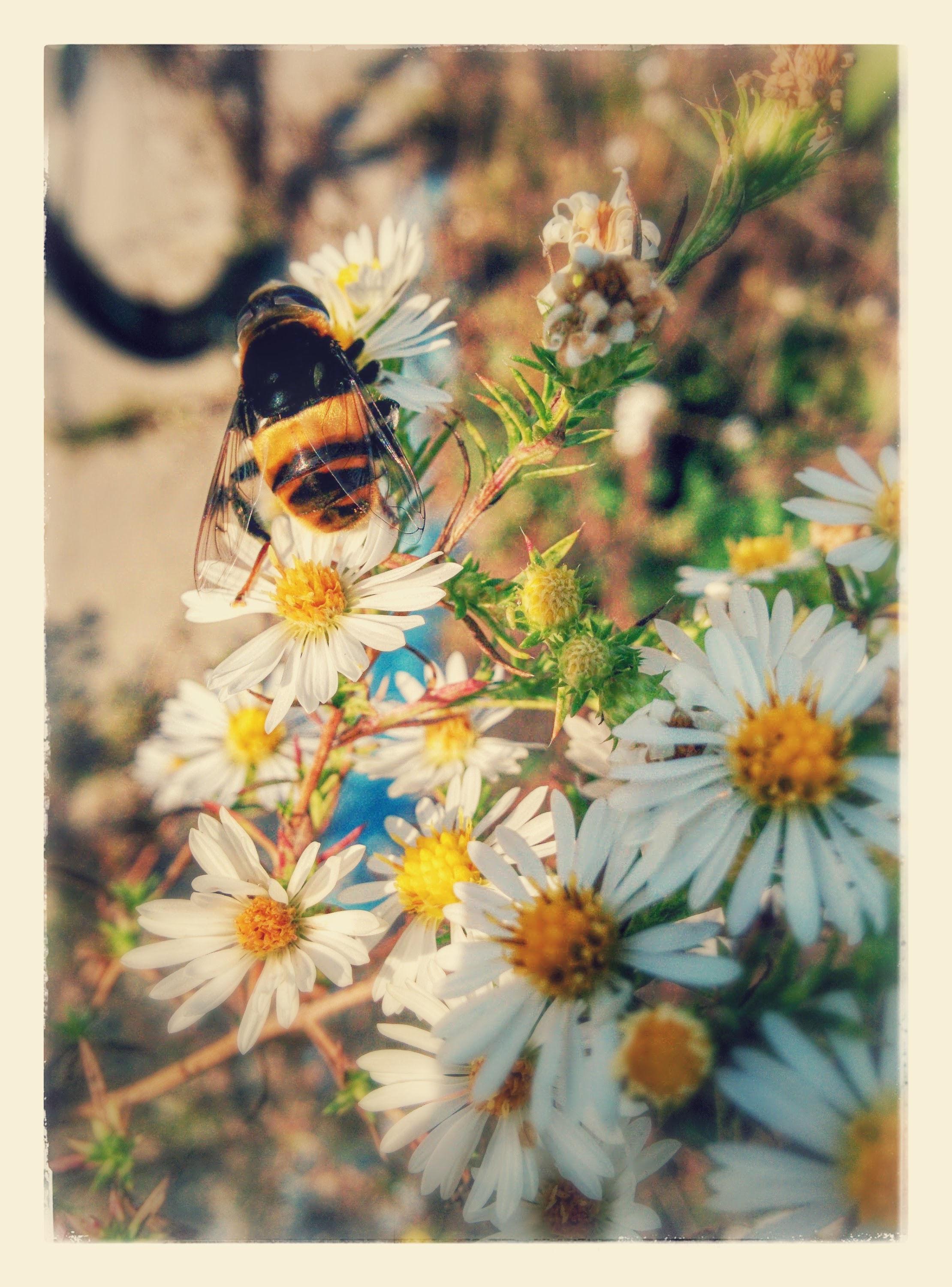 IMG_20151010_103526-EFFECTS.jpg 미국쑥부쟁이 꽃을 찾은 벌 닮은 대형 꽃등에 -- 왕꽃등에