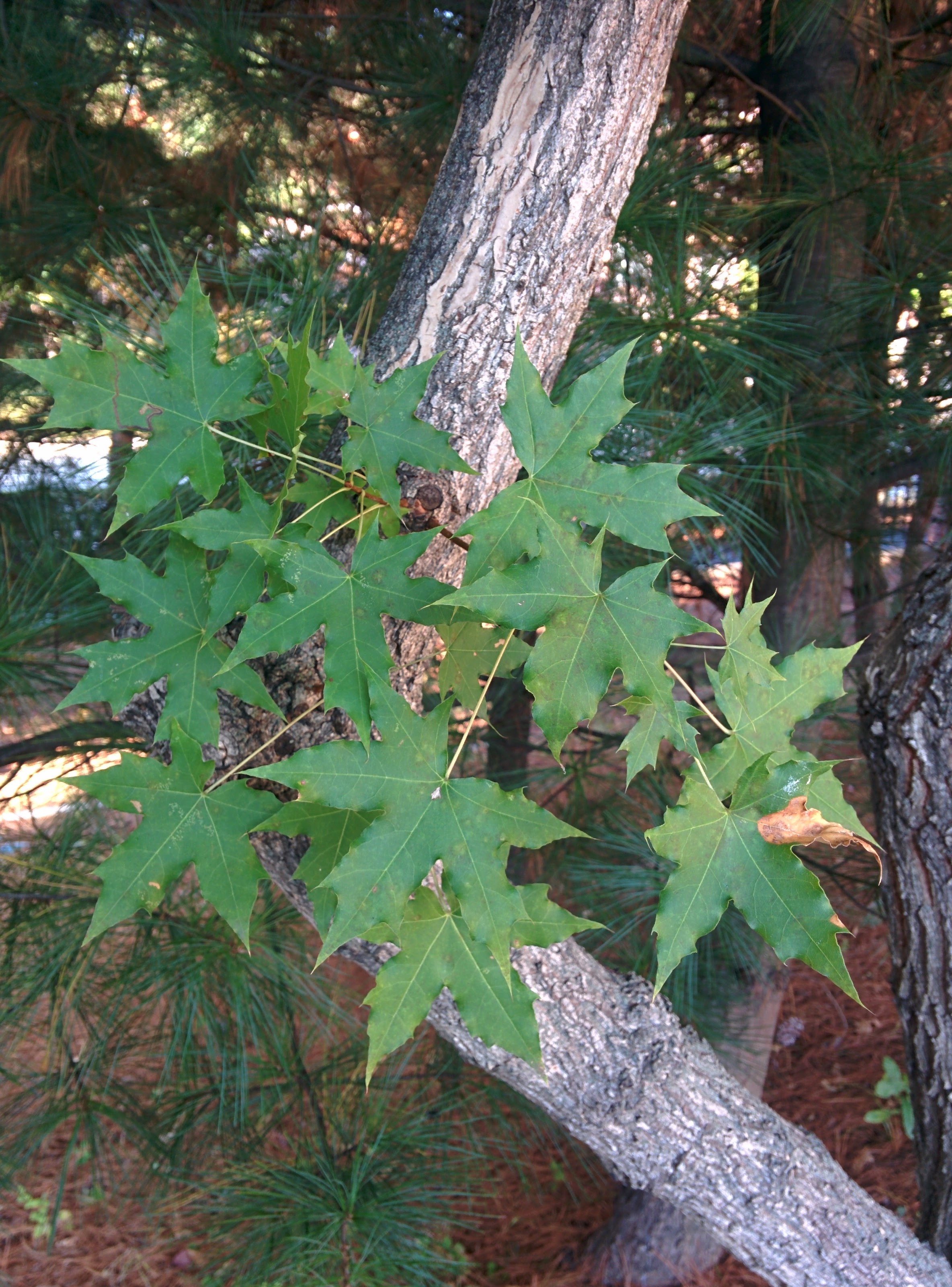 IMG_20151013_161833.jpg 아직은 생생한 초록색의 단풍나무 닮은 잎과 줄기 -- 고로쇠나무