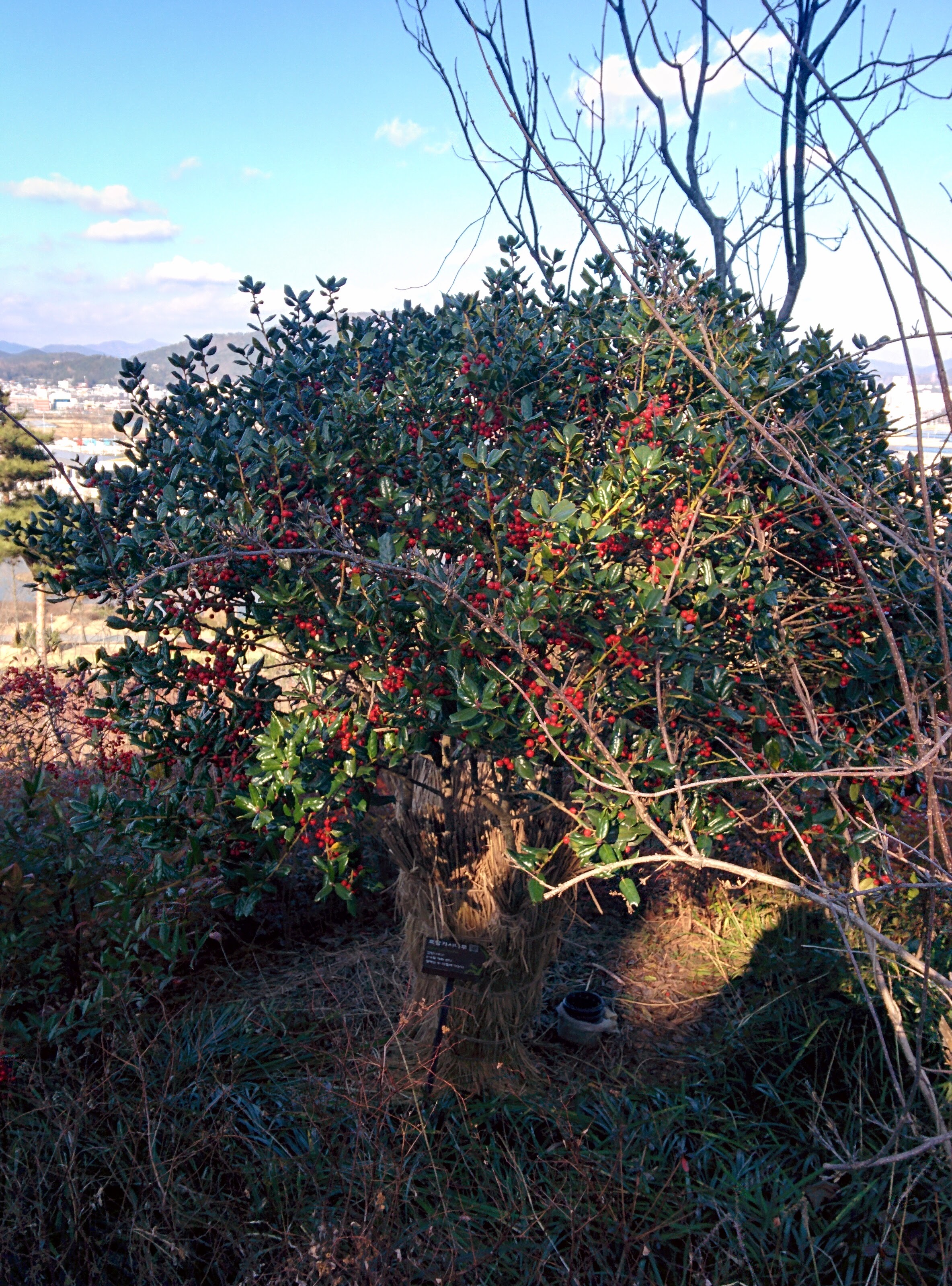 IMG_20151228_143126.jpg 붉은색 열매를 잔뜩 매단 호랑가시나무