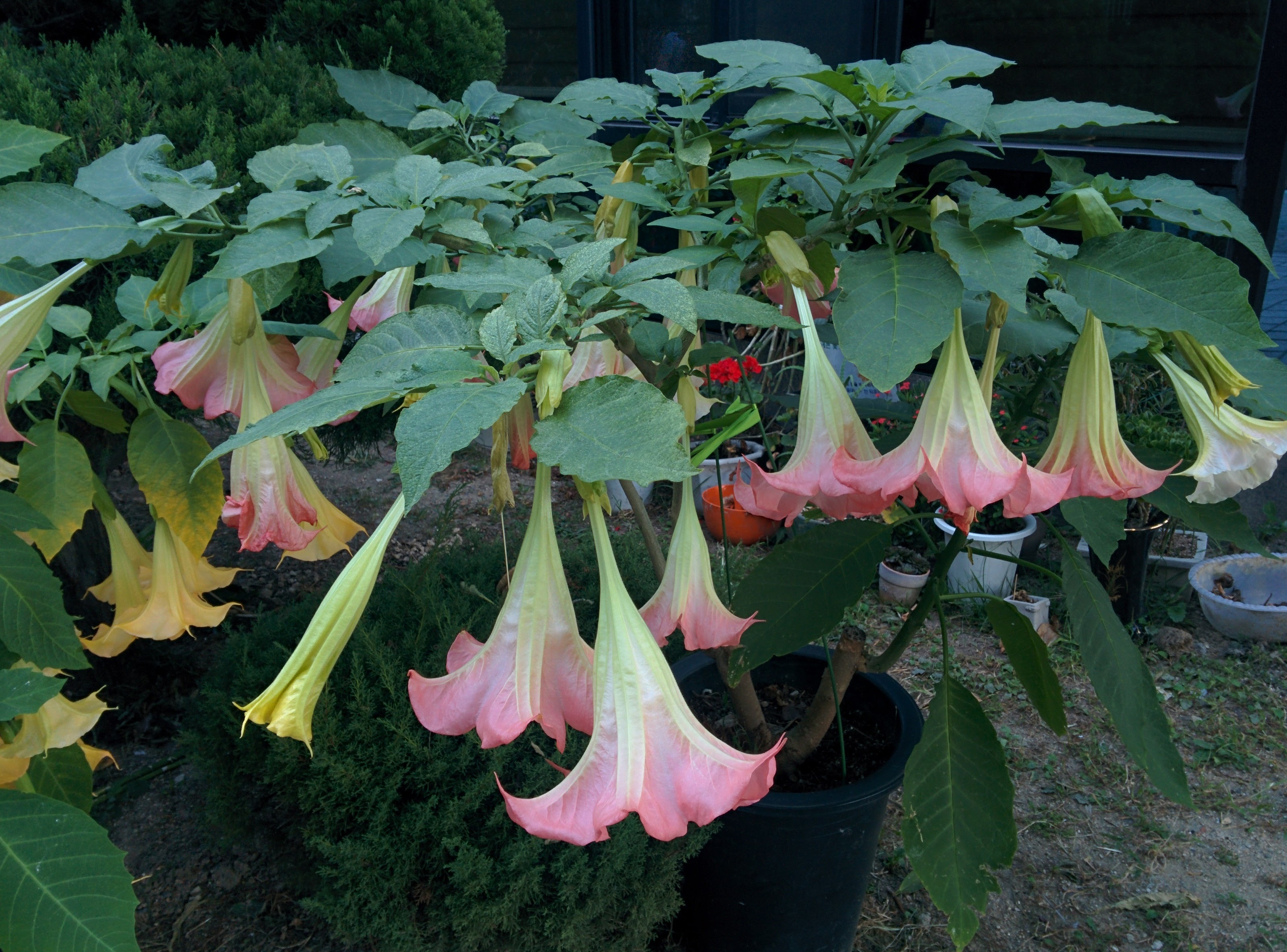 IMG_20150924_180836.jpg 분홍색 꽃이 핀 천사의 나팔