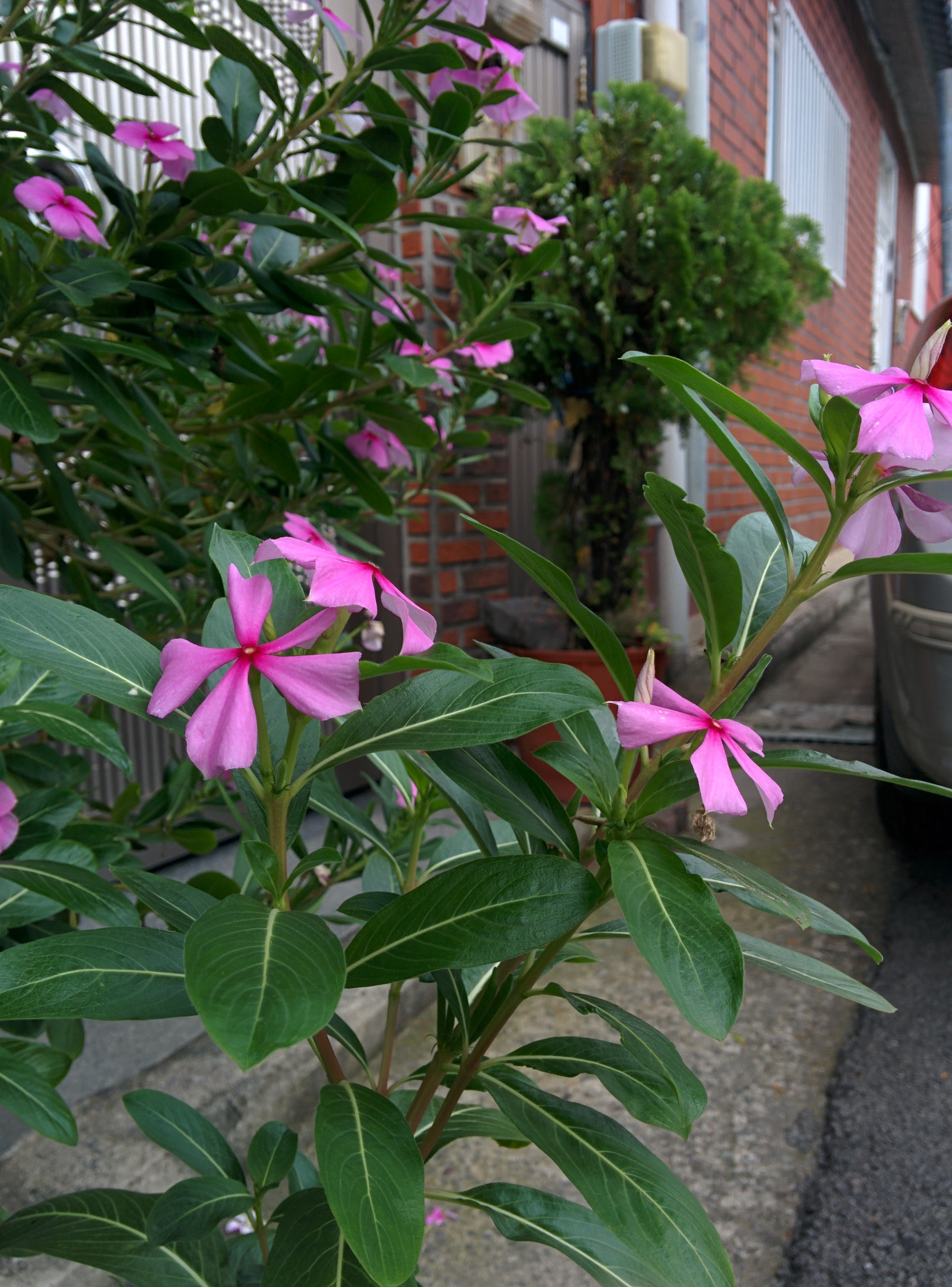 IMG_20150926_163450.jpg 다섯 꽃잎의 분홍색 꽃이 핀 일일초