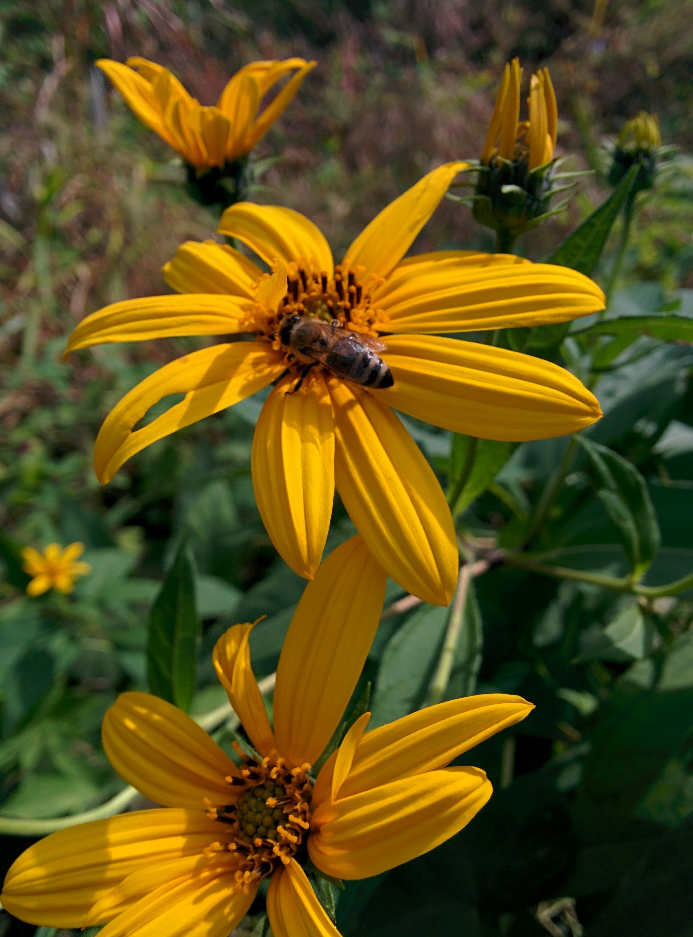 IMG_20151004_113952.jpg 노란색 뚱딴지 꽃을 찾은 재래꿀벌