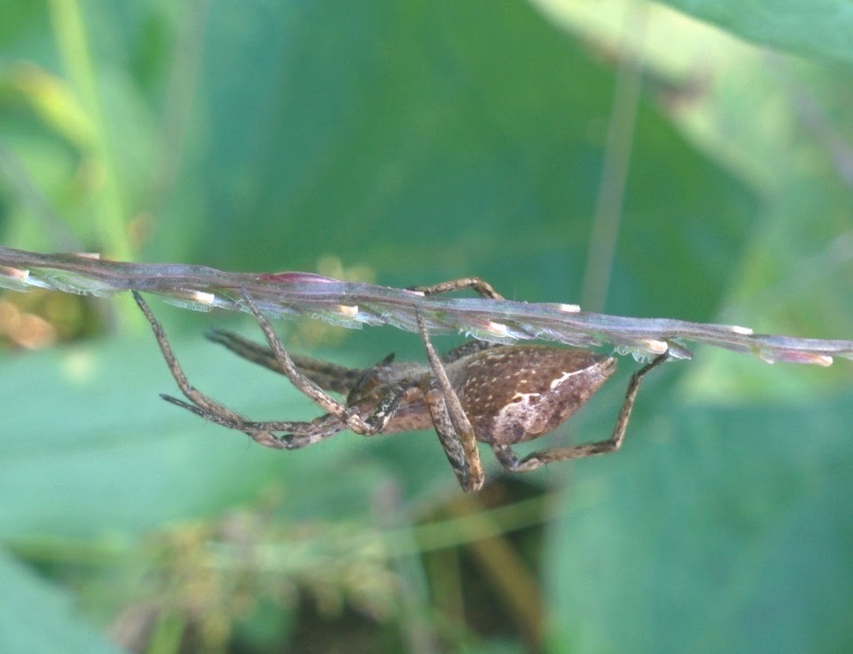 IMG_20151014_130221.jpg 개망초 위에서 쉬는 거미 한마리 -- 서성거미 종류