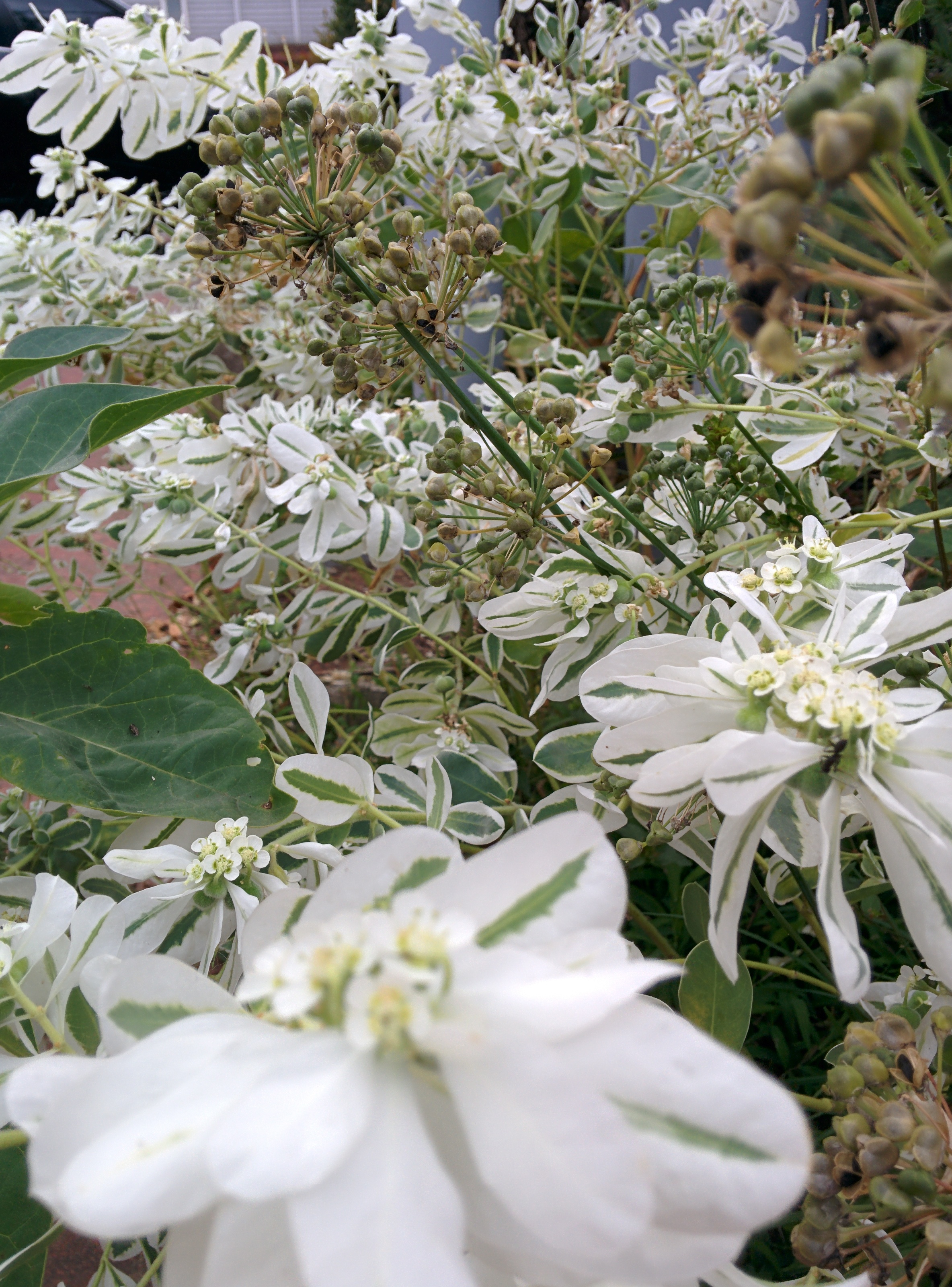 IMG_20150926_162244.jpg 흰색 이파리 하얀색 작은 꽃을 피운 설악초(雪嶽草)