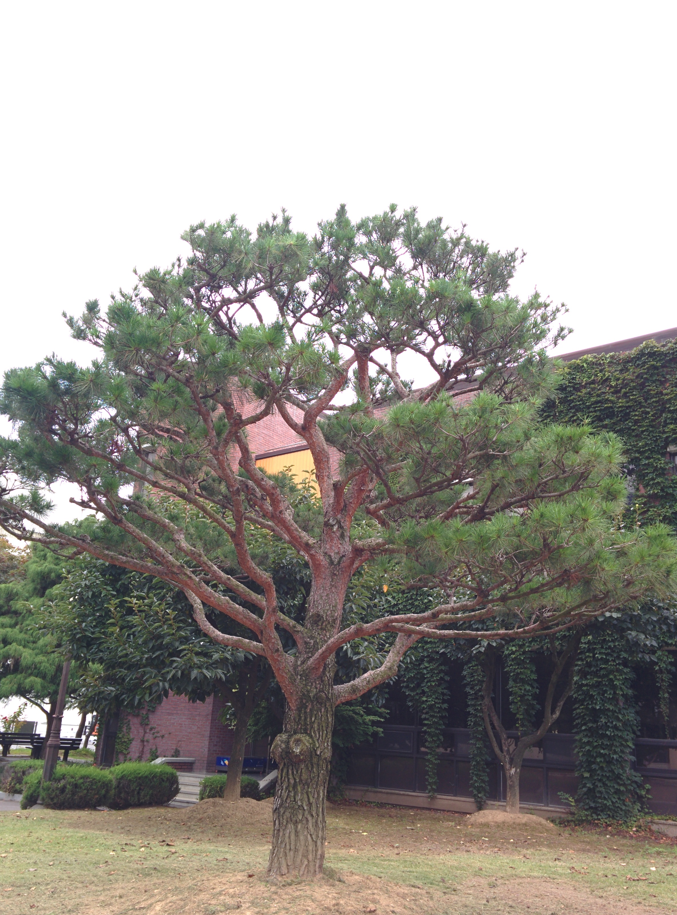 IMG_20150902_155654.jpg 전기연구원의 분재 소나무 (HDR+사진, 일반사진 비교)