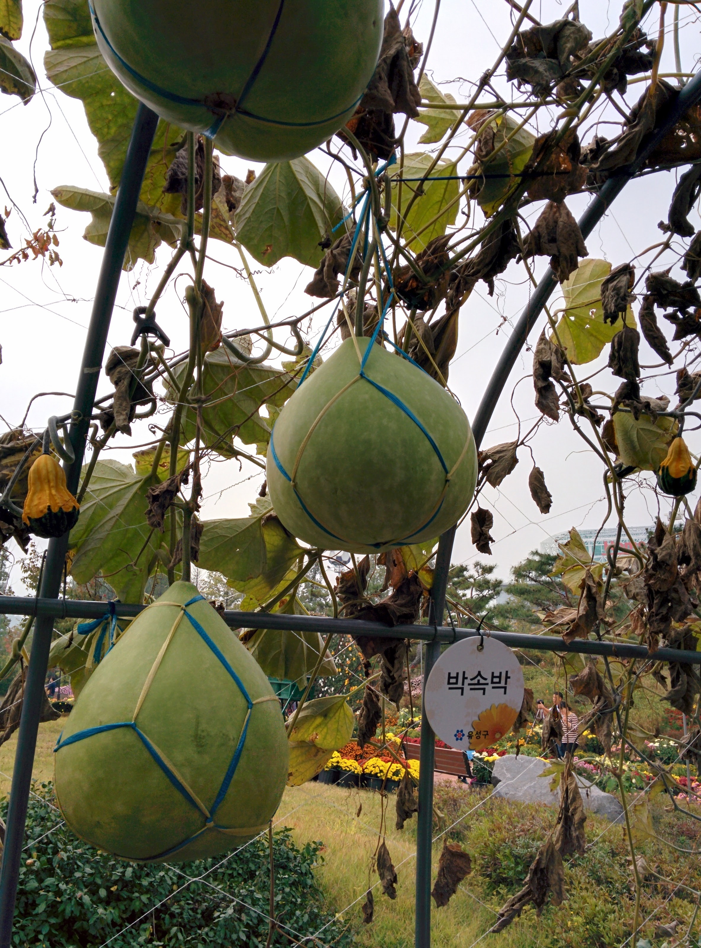 IMG_20151024_131512.jpg 박속박... 전통적인 박 열매