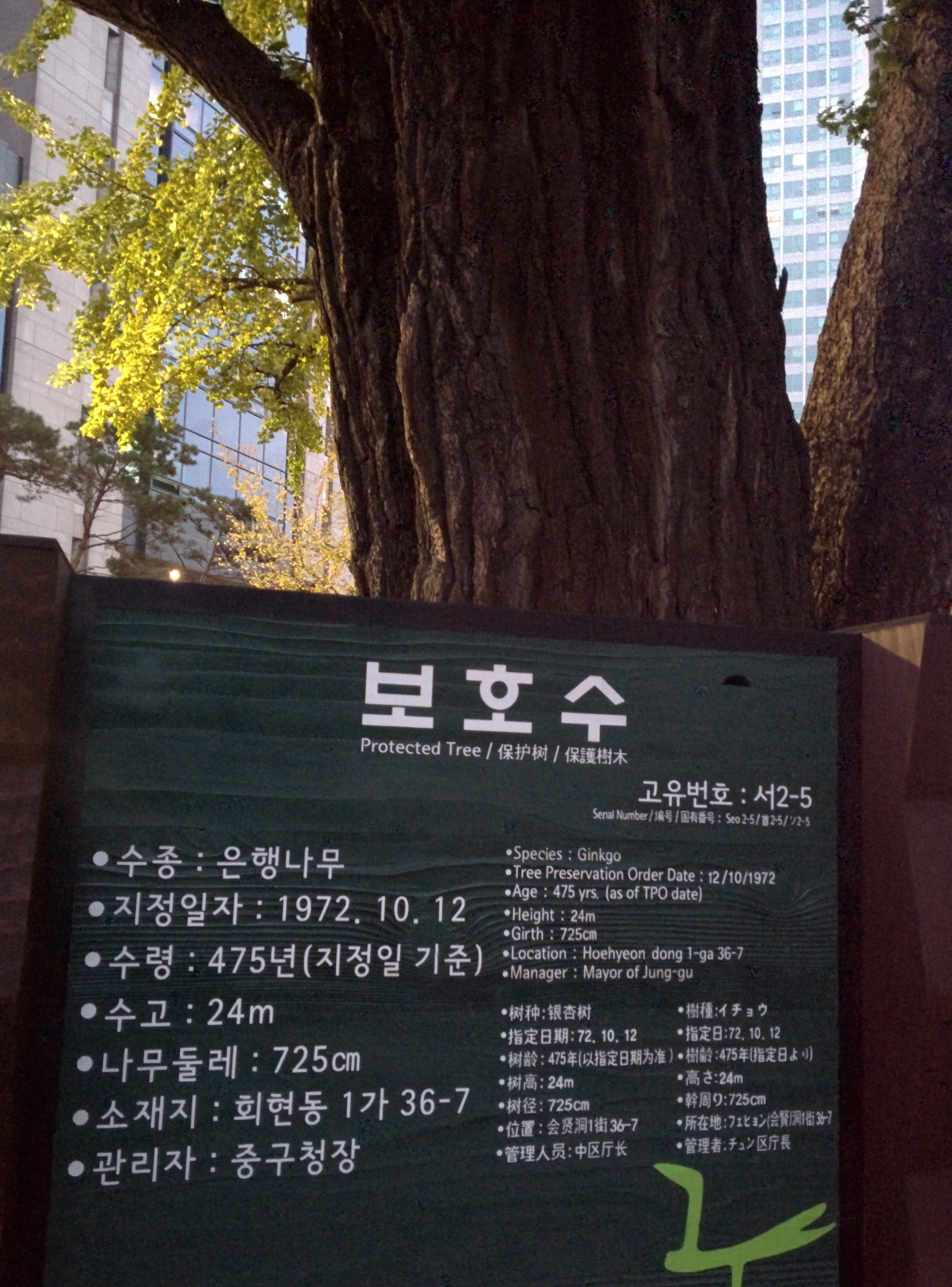 IMG_20151110_065003.jpg 서울의 500년 묵은 은행나무 노거수