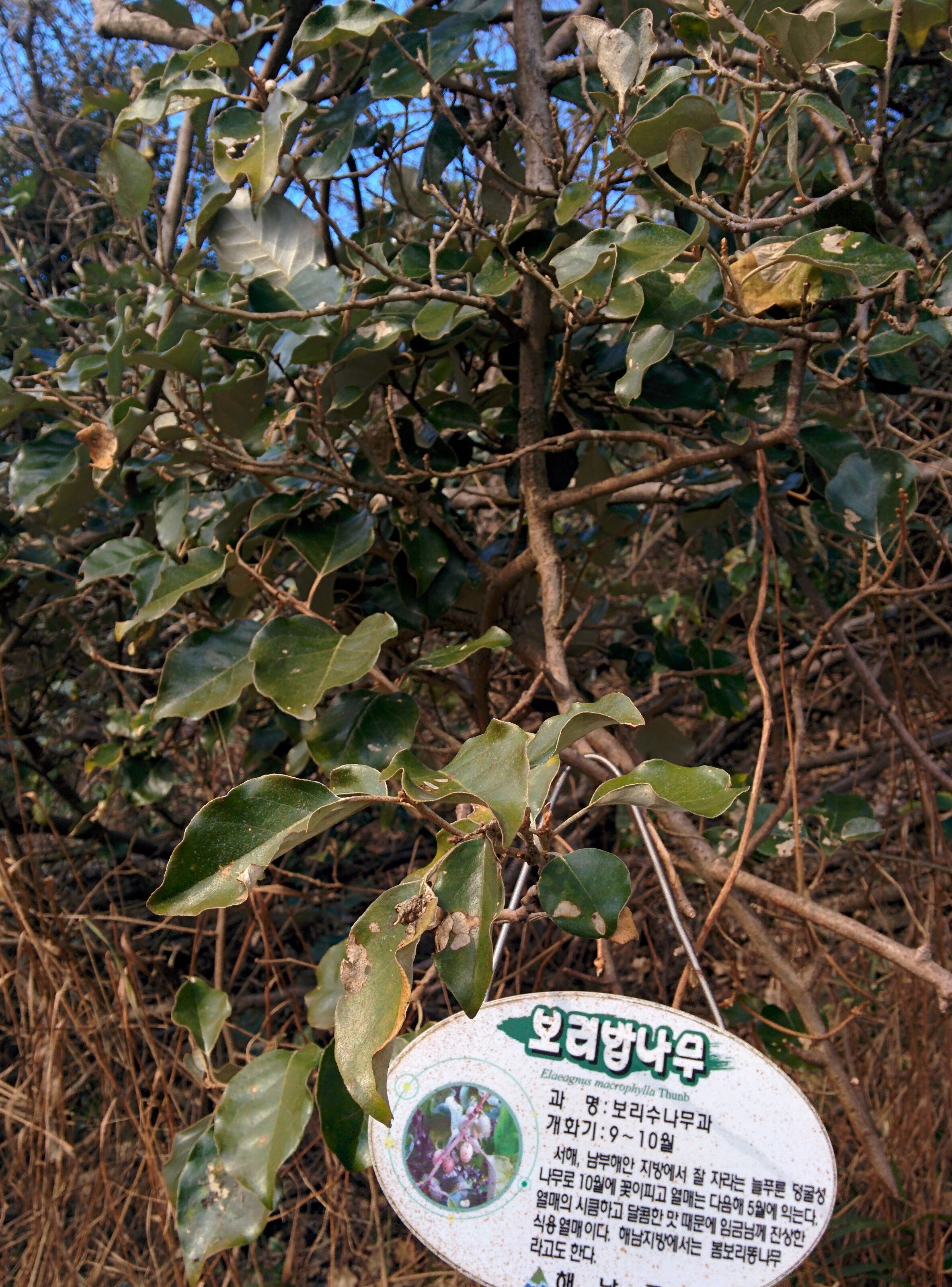 IMG_20151229_153317.jpg 시큼 떫떨한 열매를 맺은 보리밥나무