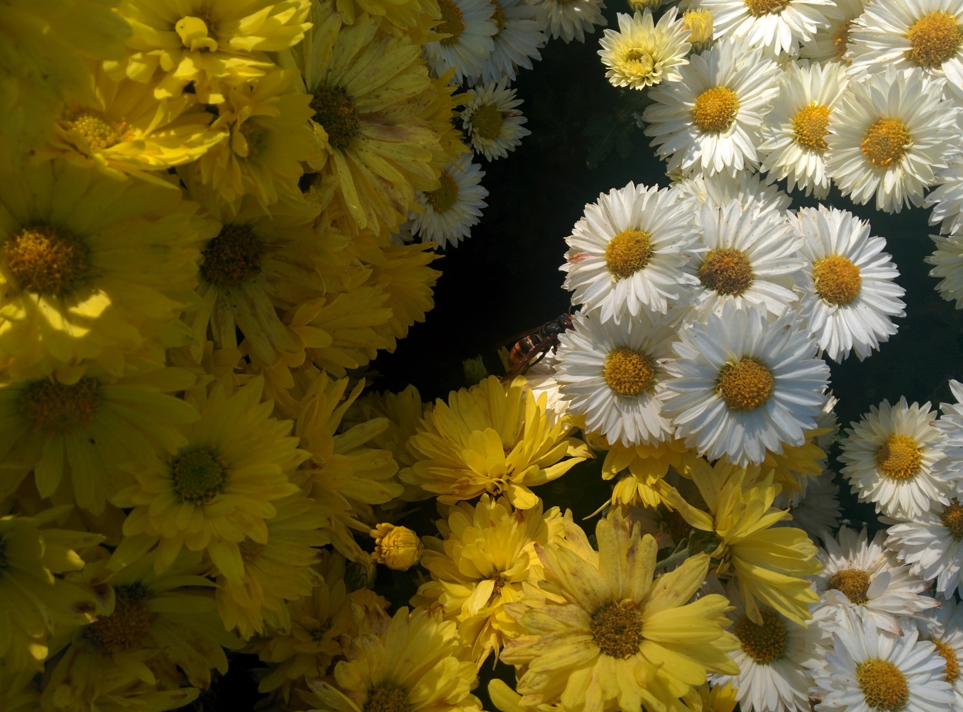 IMG_20151025_150701.jpg 하얀 국화꽃에 잠시 앉은 말벌... 등검은말벌