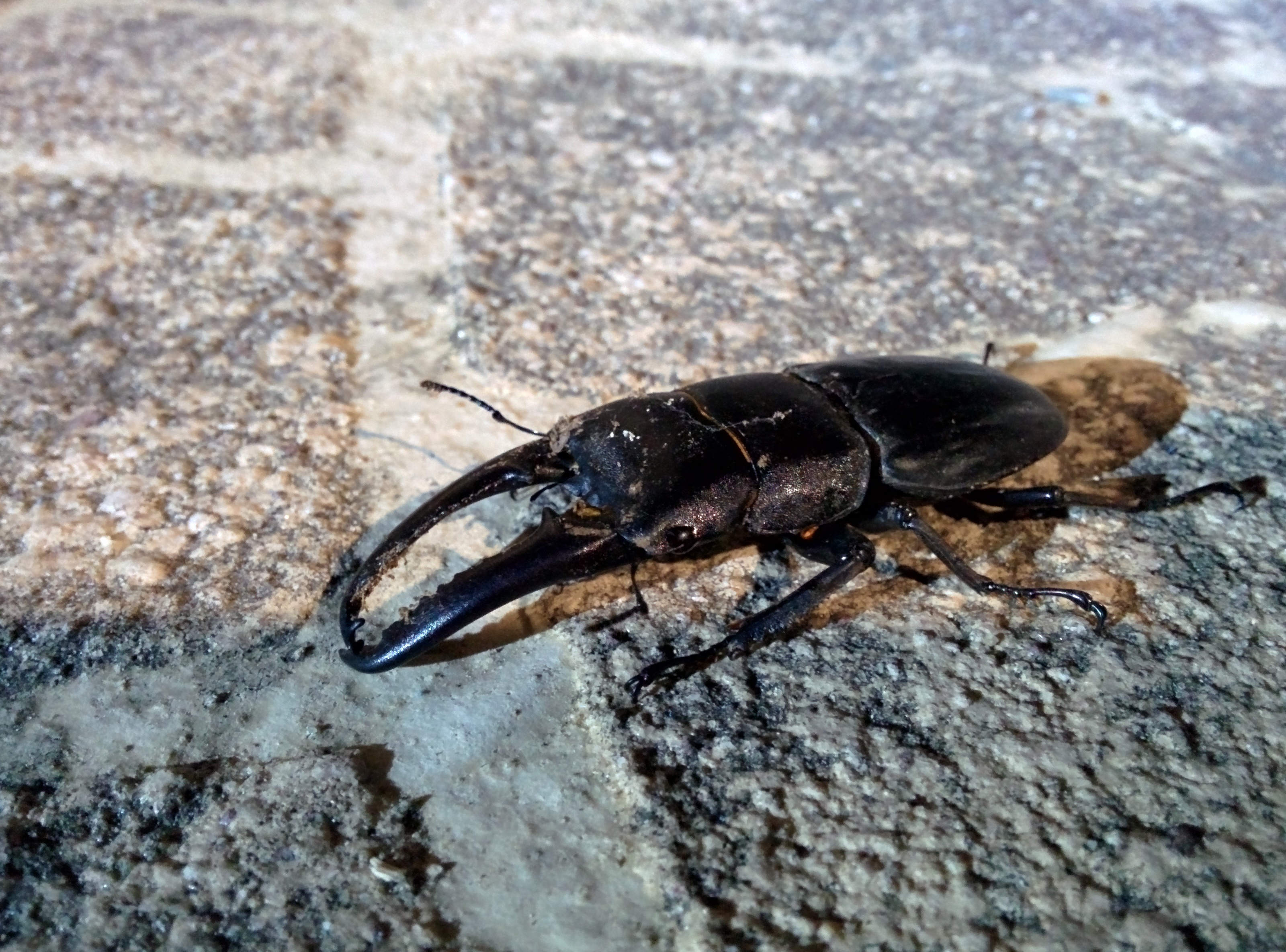 IMG_20150830_200546.jpg 불티교 야경과 불티교에 날아든 넓적사슴벌레